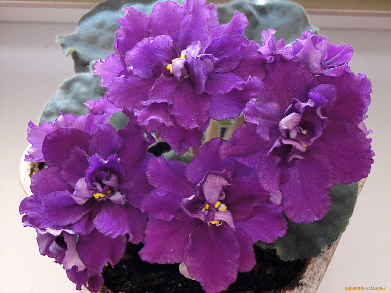 фиалка, цветы, фиалки