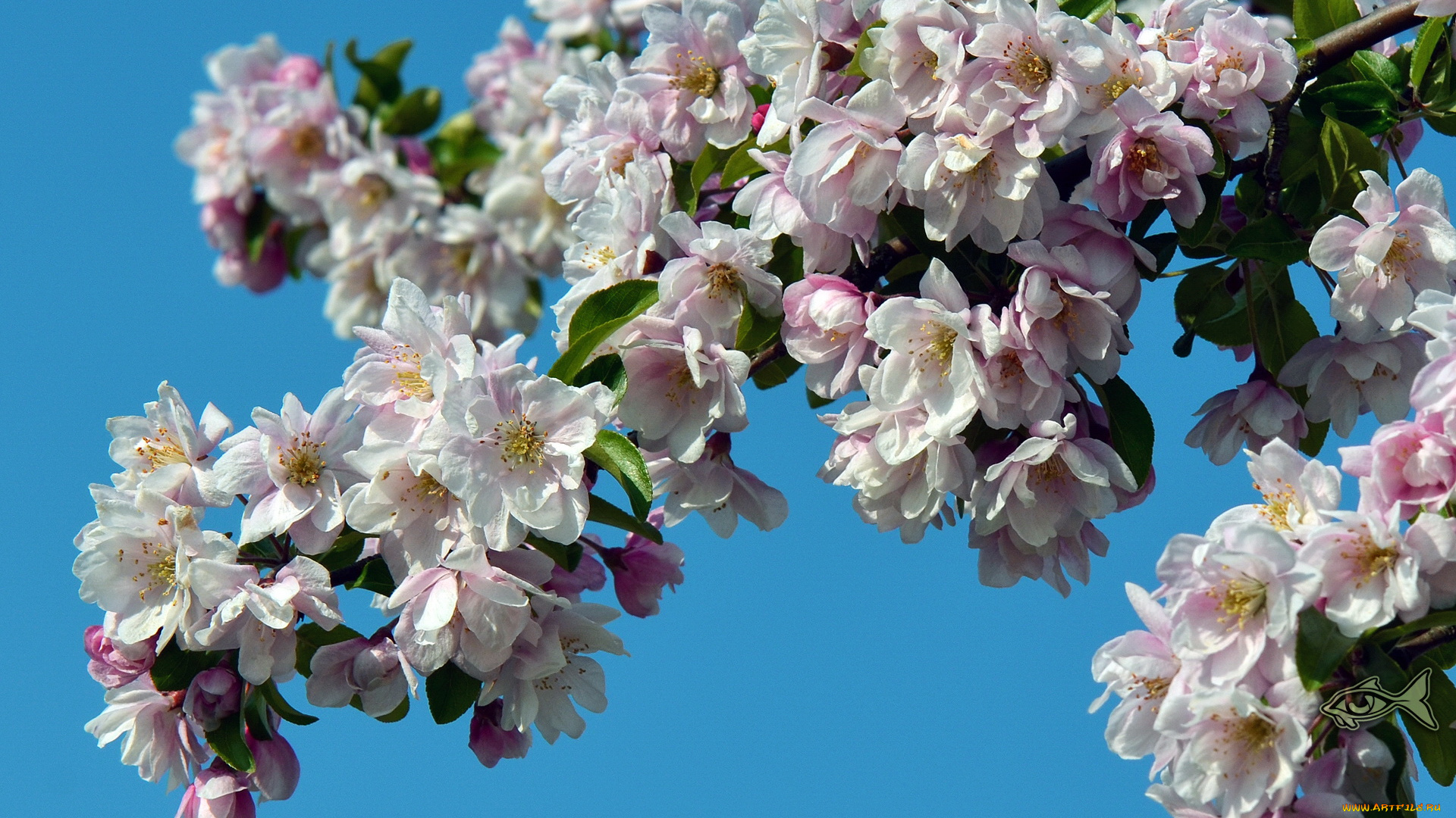 цветы, цветущие, деревья, кустарники