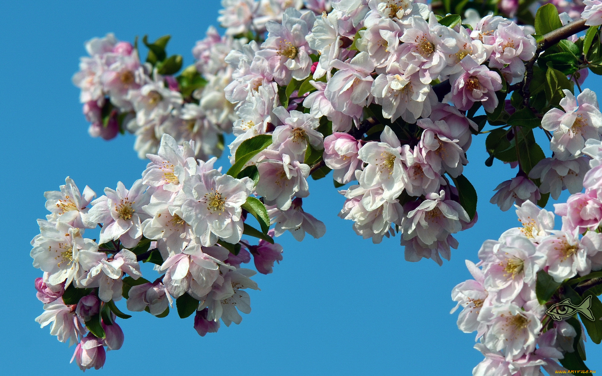 цветы, цветущие, деревья, кустарники