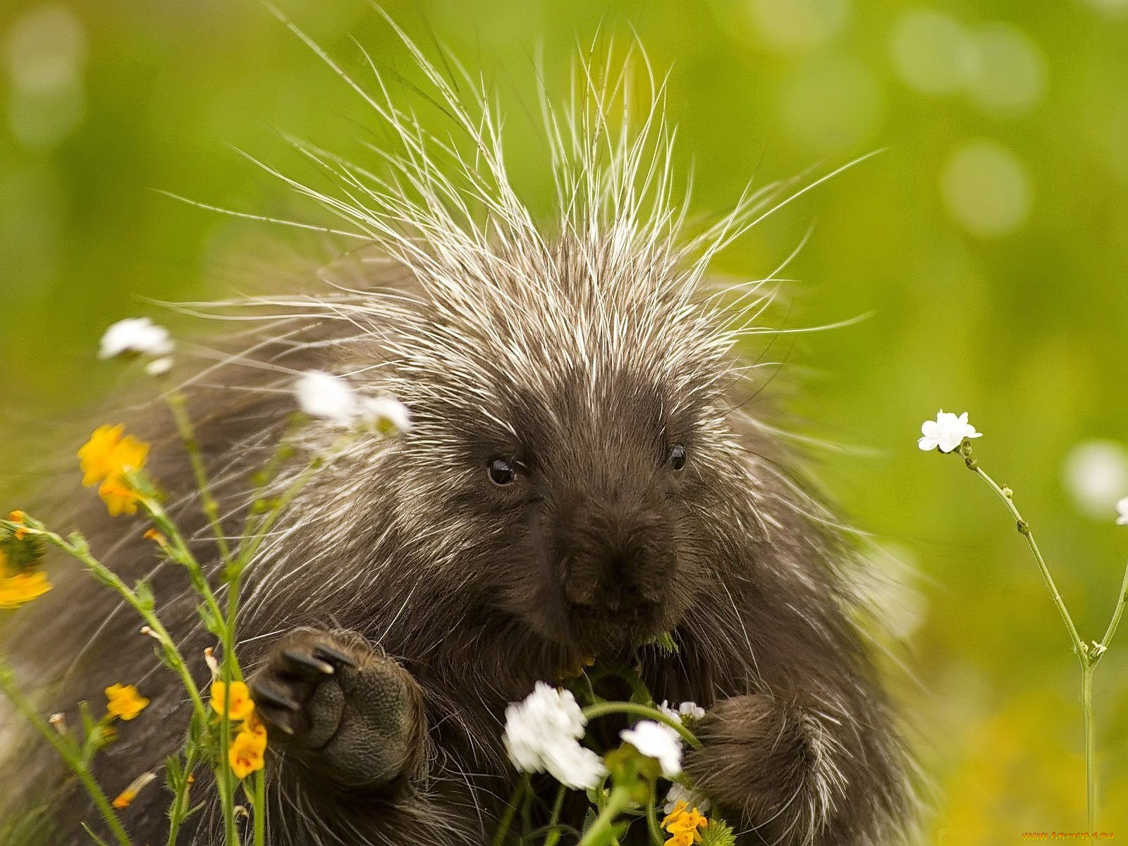 животные, дикобразы, цветы, шевелюра