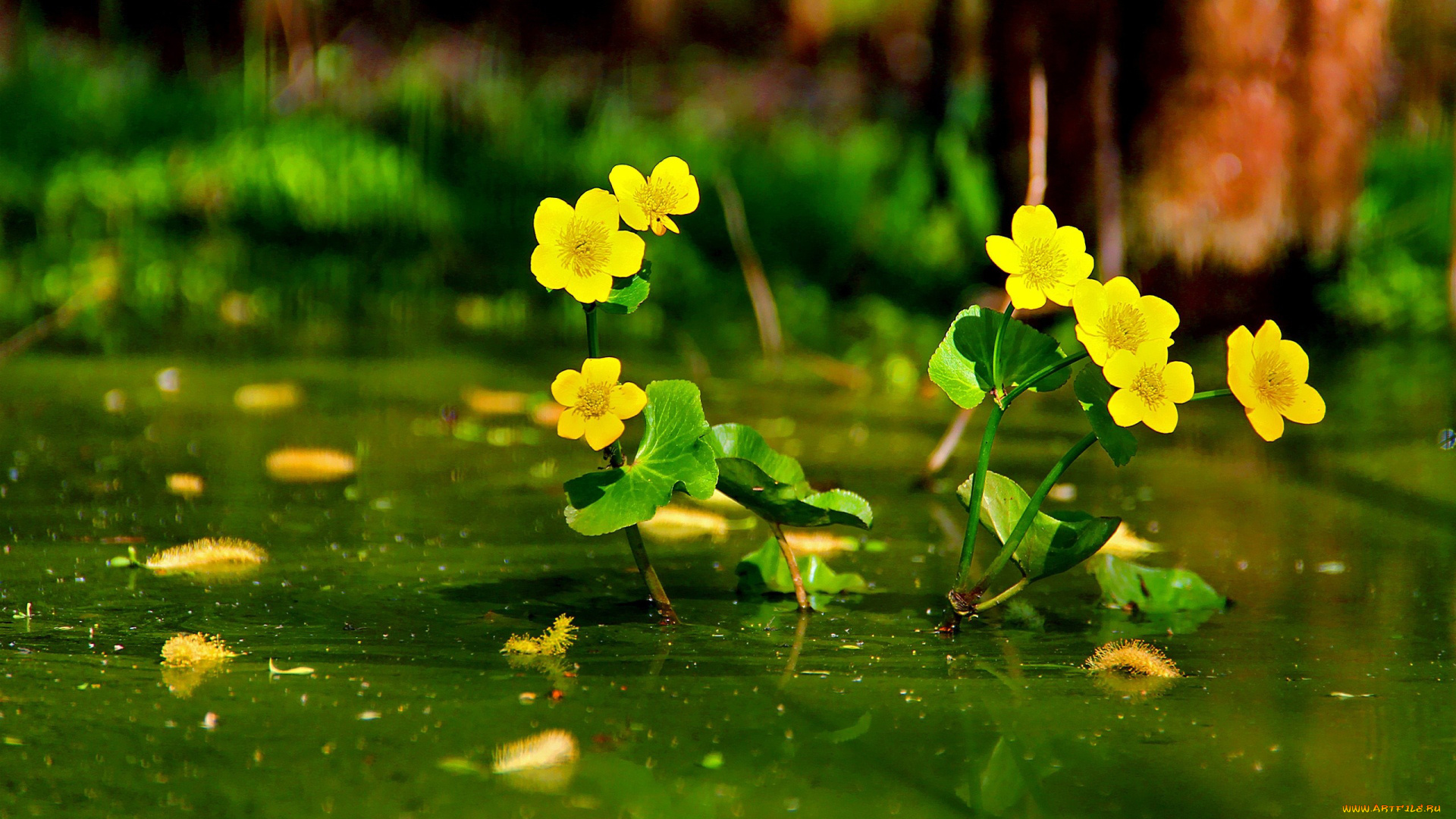автор, thean, цветы, калужницы, лютики, желтый