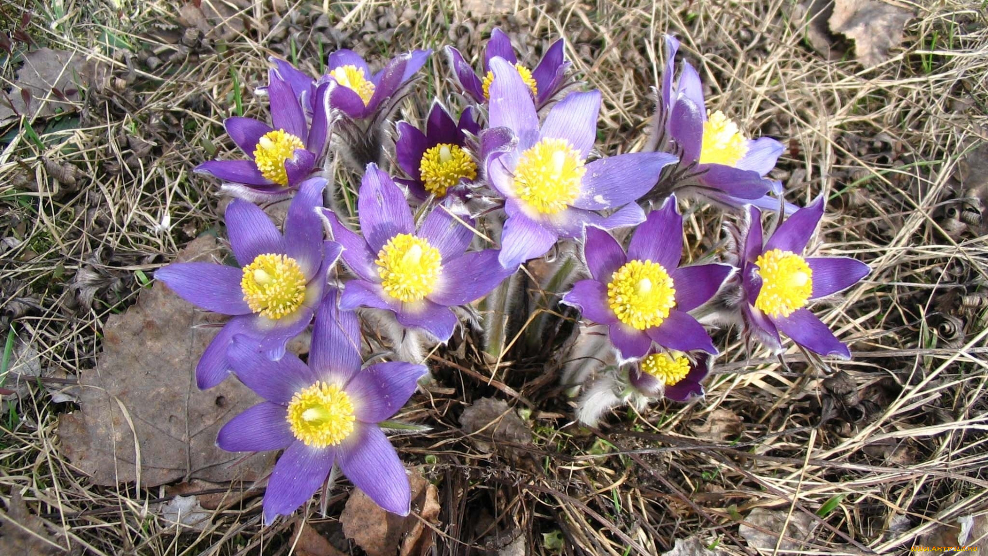 цветы, анемоны, адонисы, сиреневый