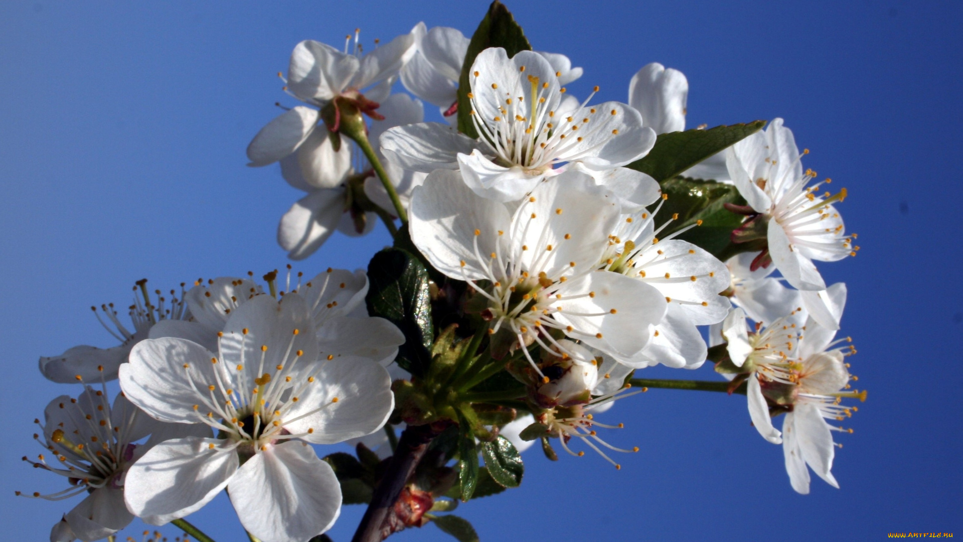 цветы, цветущие, деревья, кустарники, небо, ветка, листья