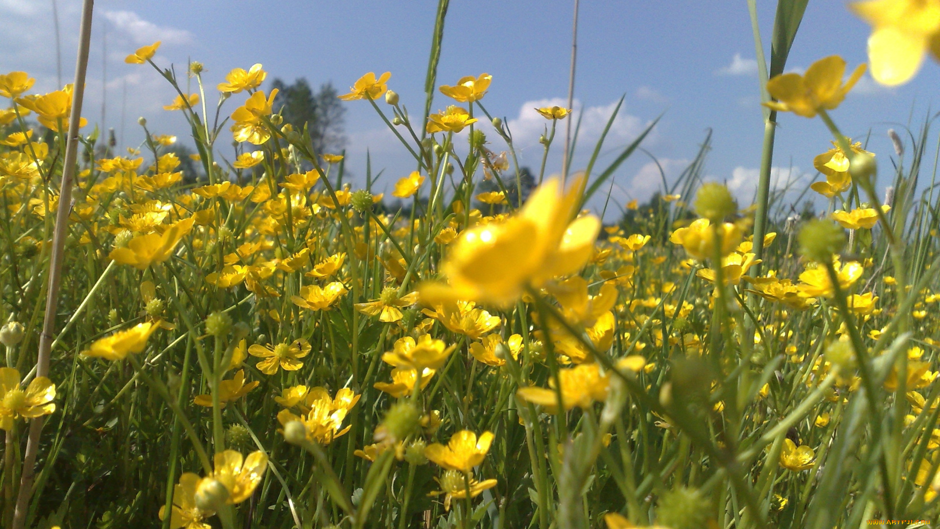 цветы, калужницы, лютики, желтый