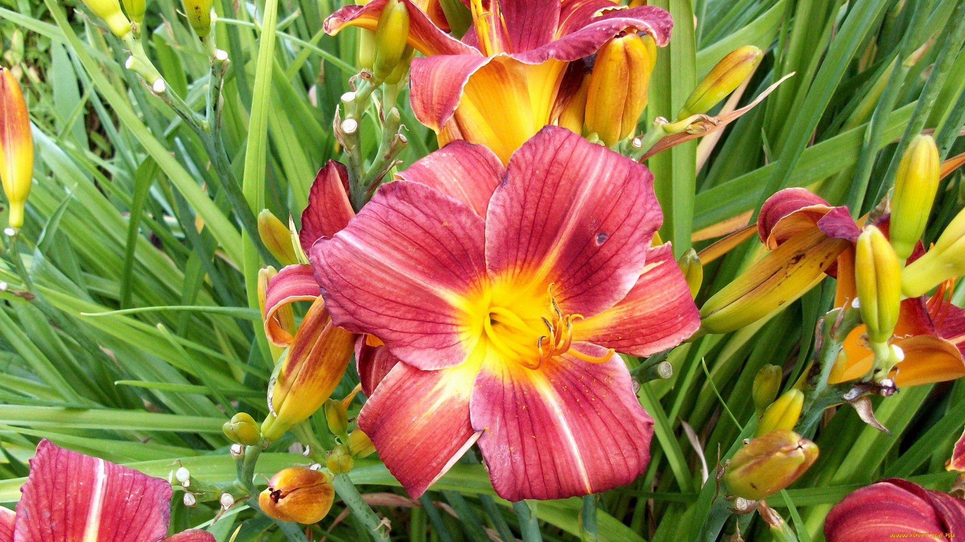 цветы, лилии, лилейники