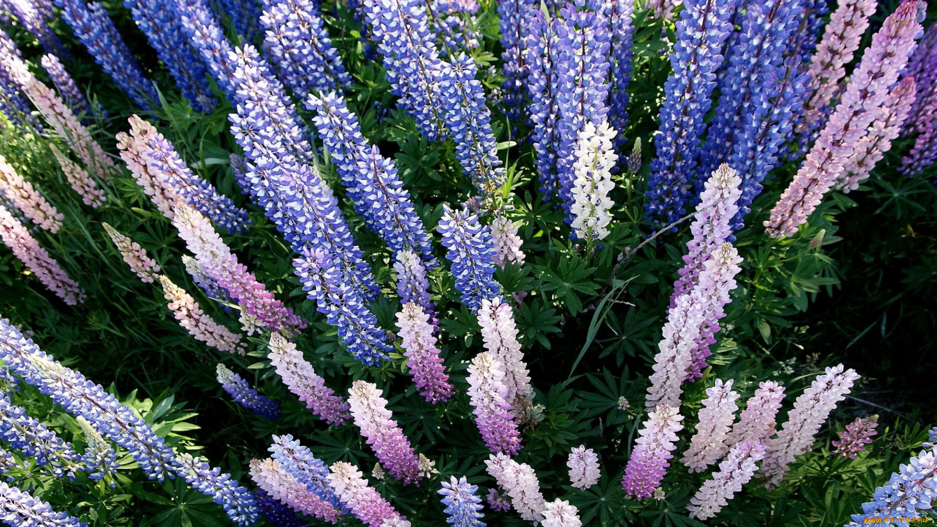 цветы, люпин, сиреневый, фиолетовый