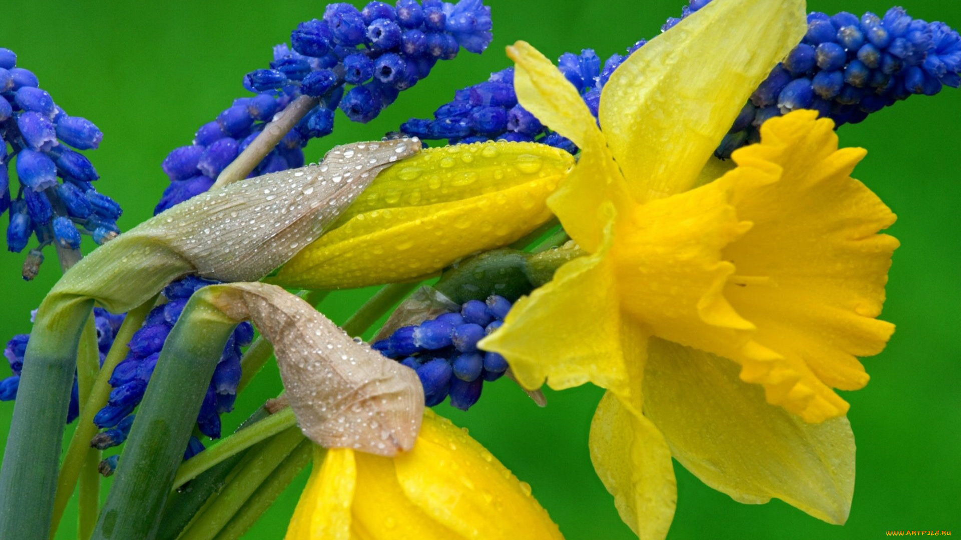 цветы, разные, вместе, нарцисс, мускари