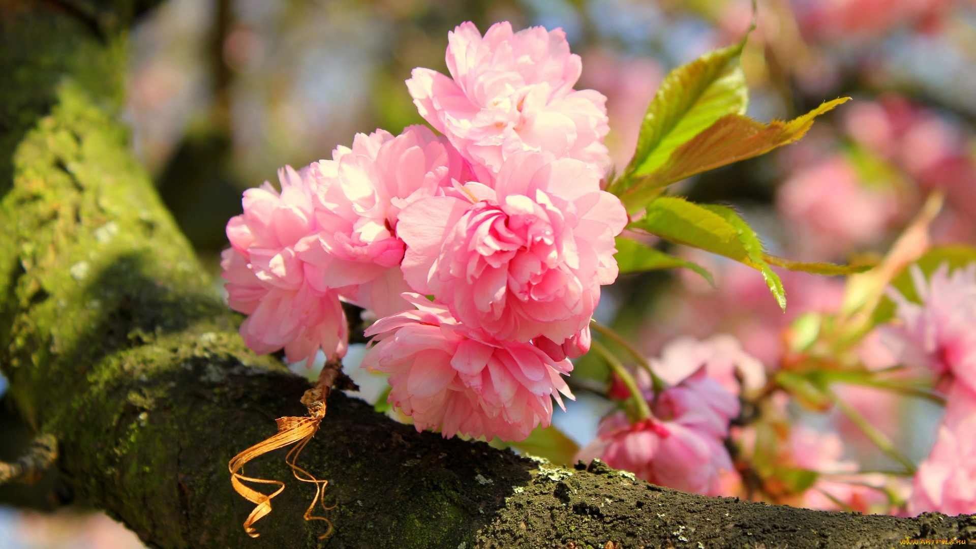 цветы, сакура, вишня, розовый