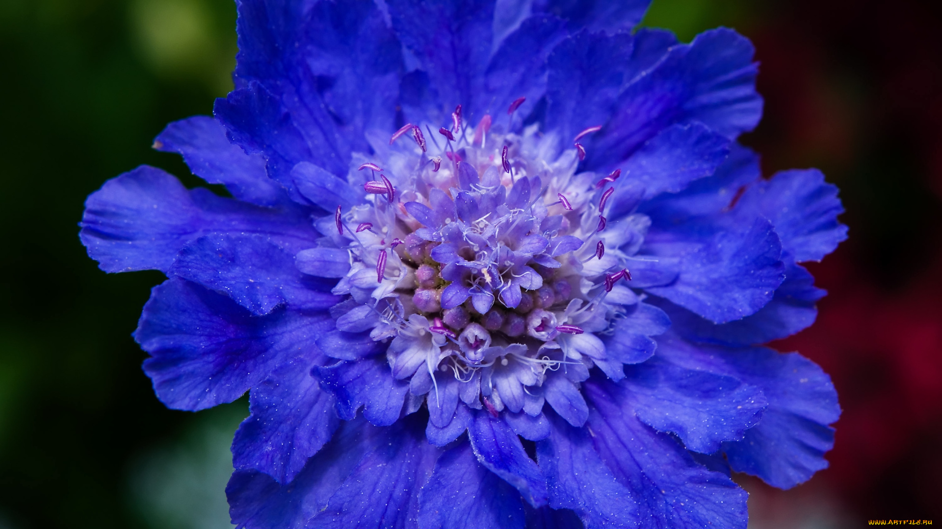 цветы, скабиоза, синий, лепестки