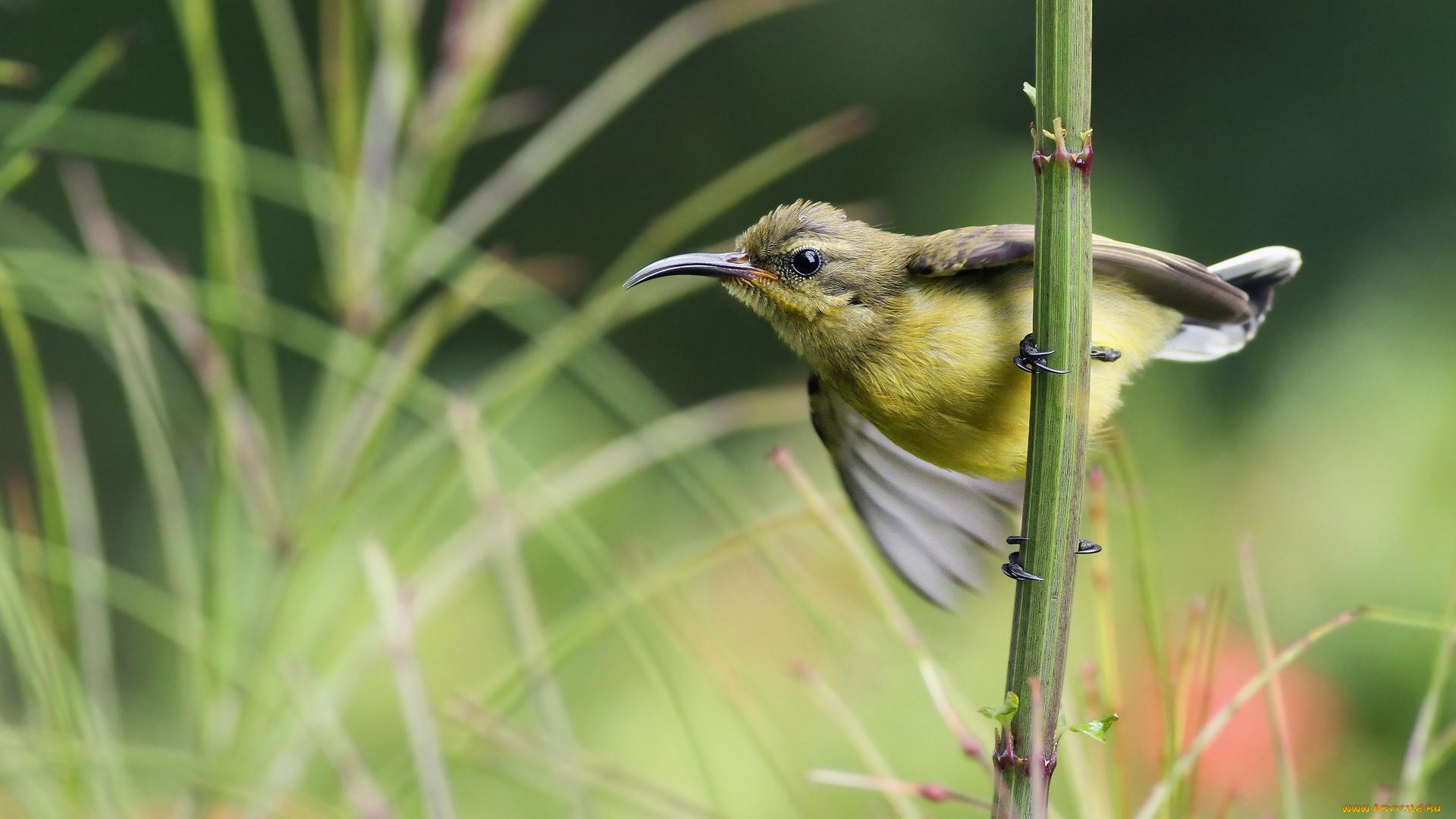 нектарница, животные, птицы