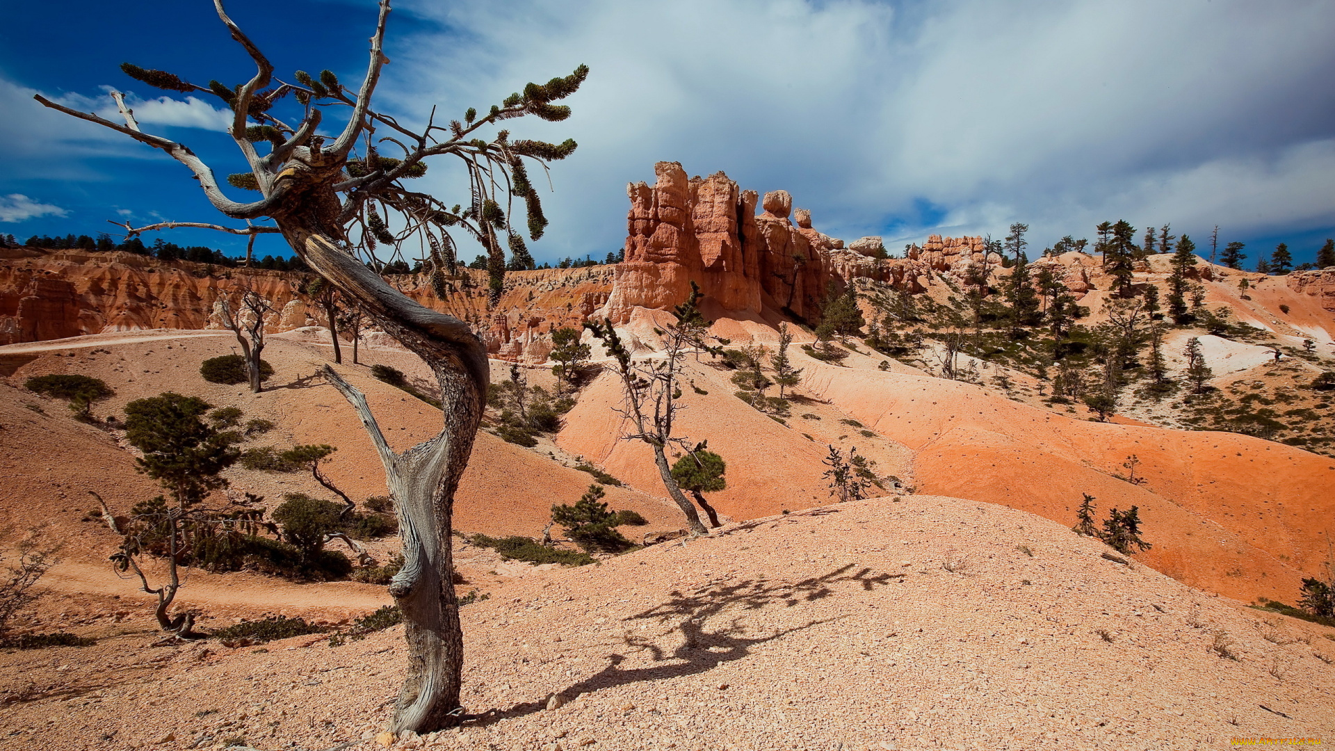 природа, горы, дерево, лето