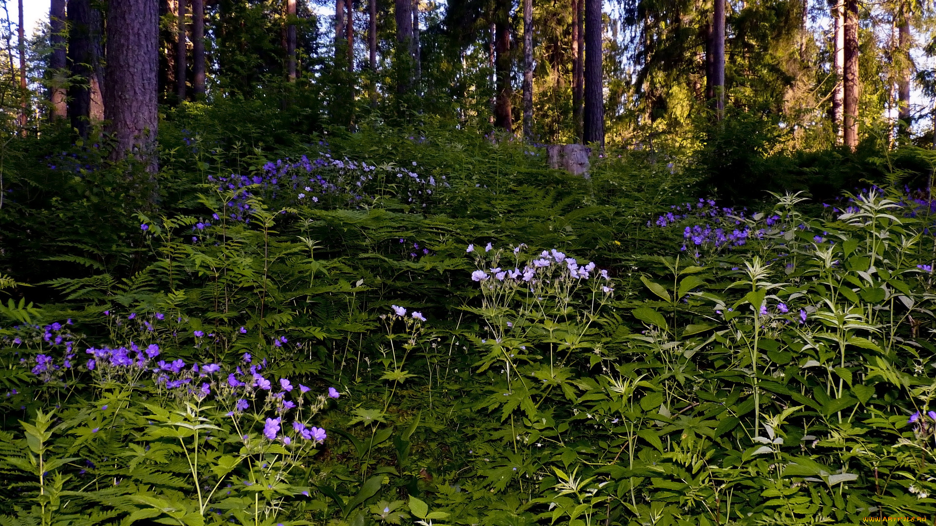 природа, лес, деревья, цветы