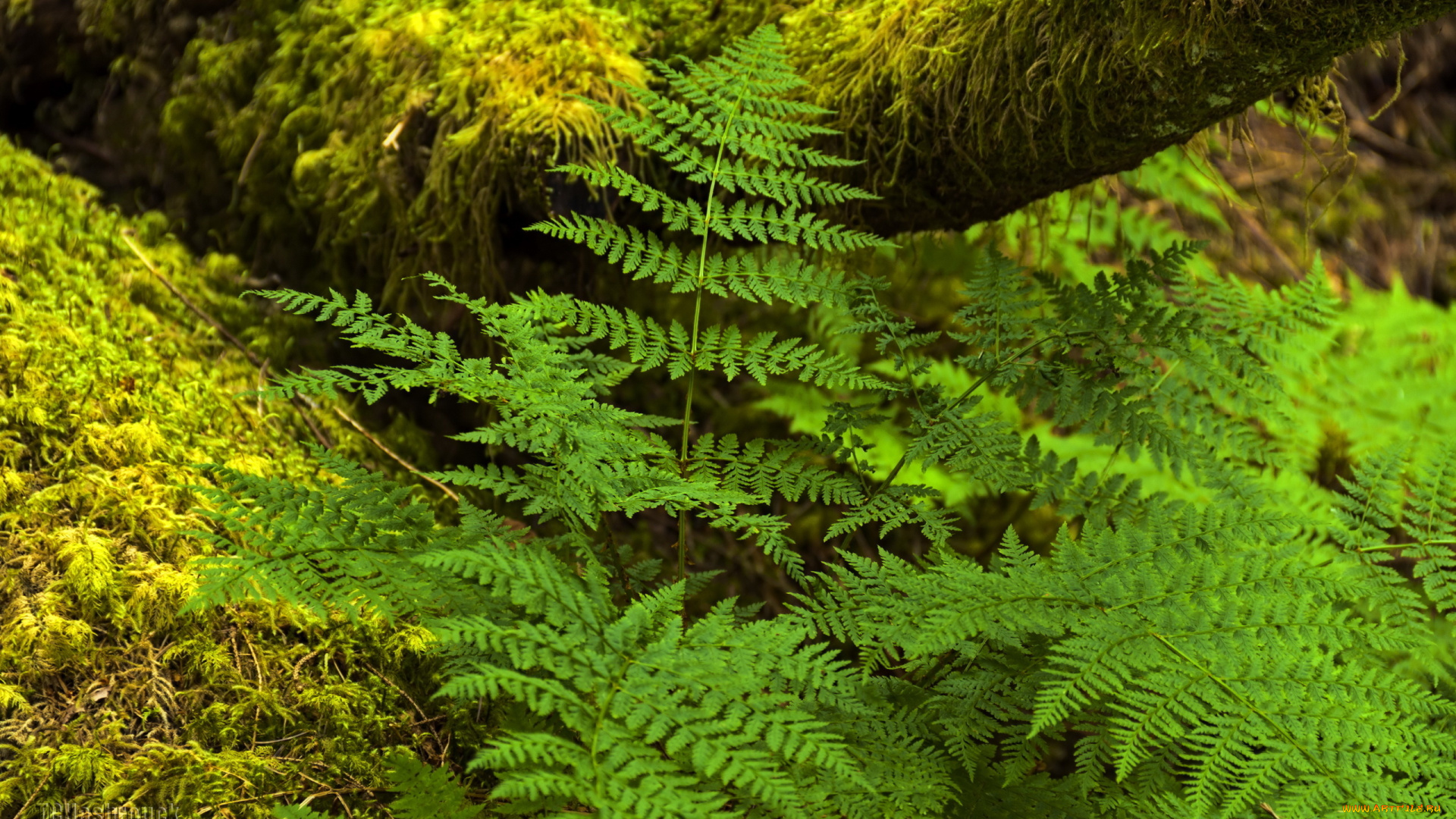 природа, листья, лес, папаратник, красота