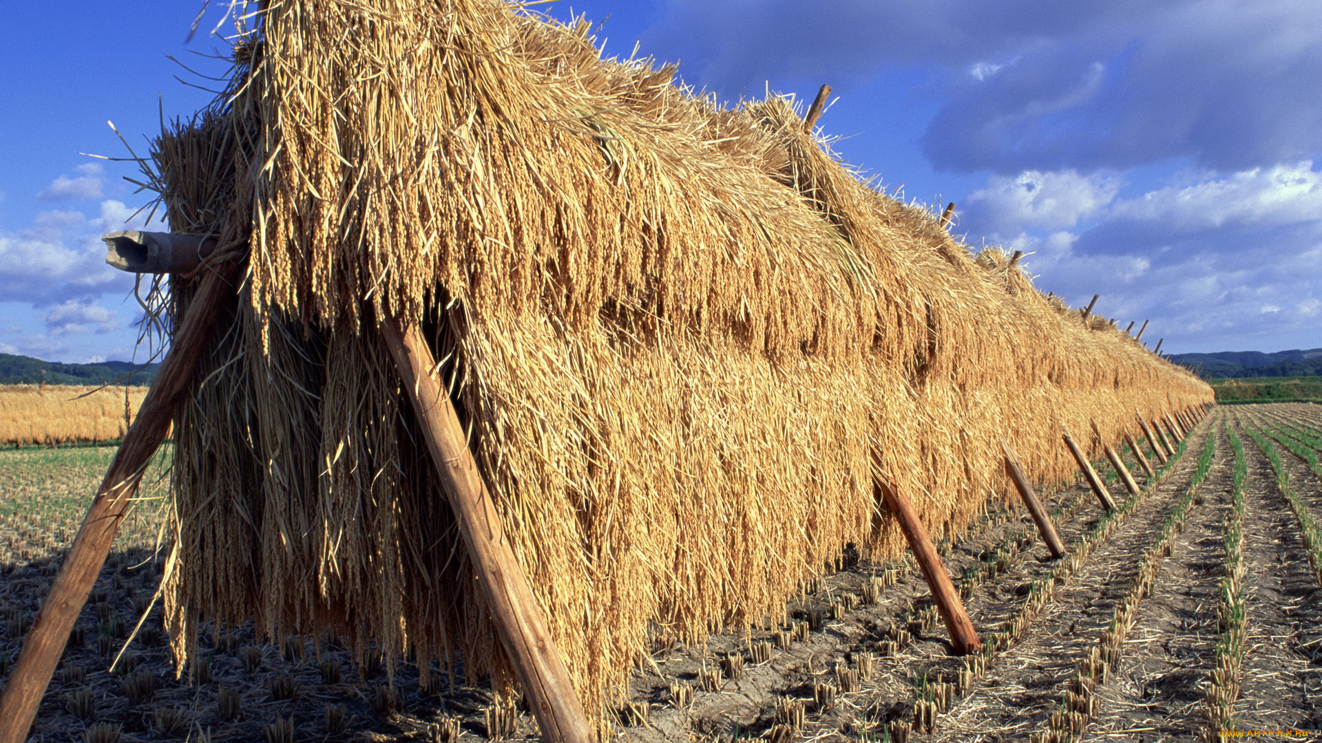 природа, поля, поле, стога, сено