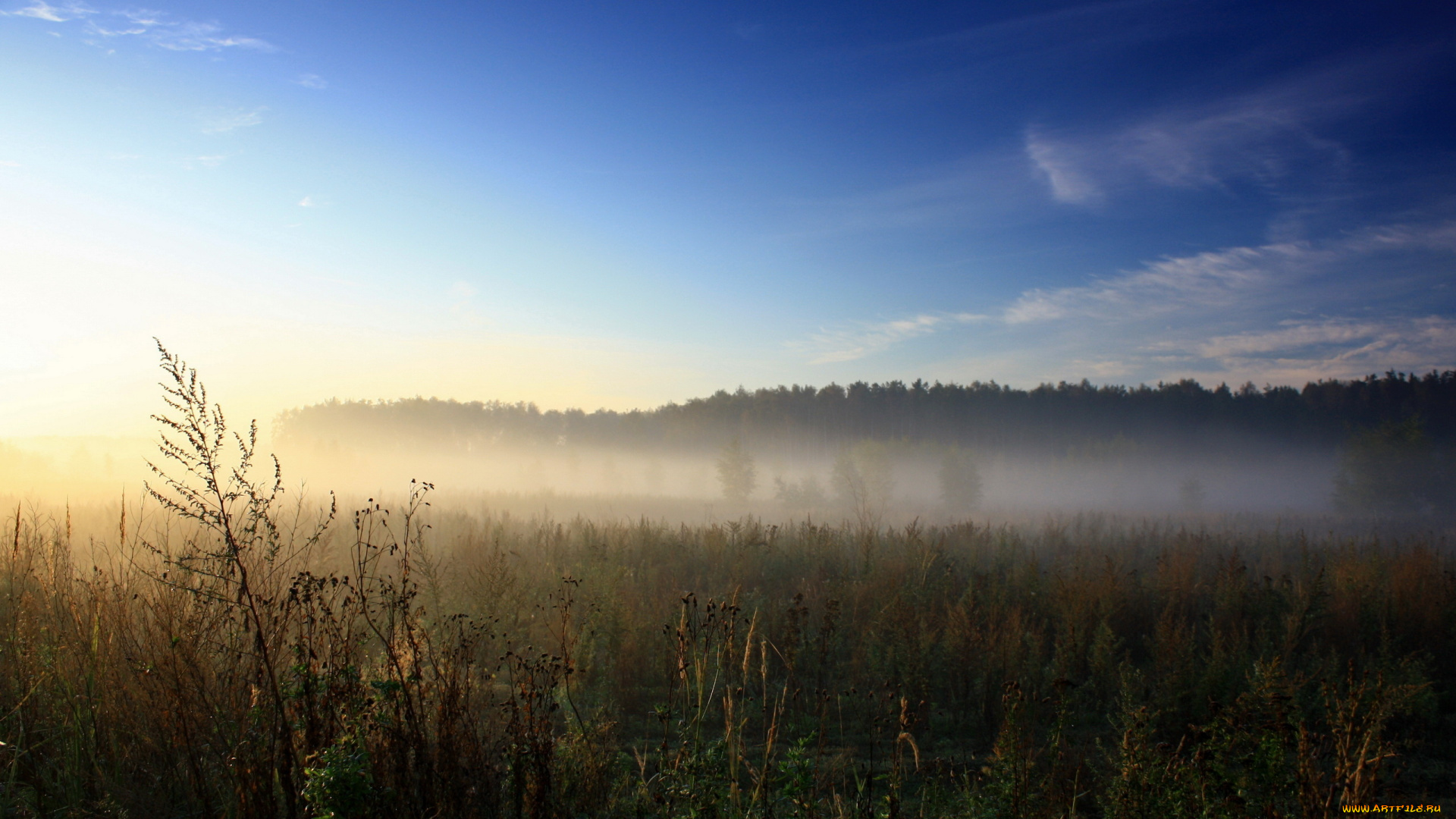 природа, поля, поле, туман, лето