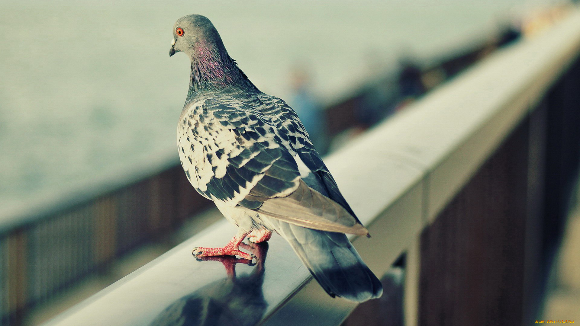 животные, голуби, голубь