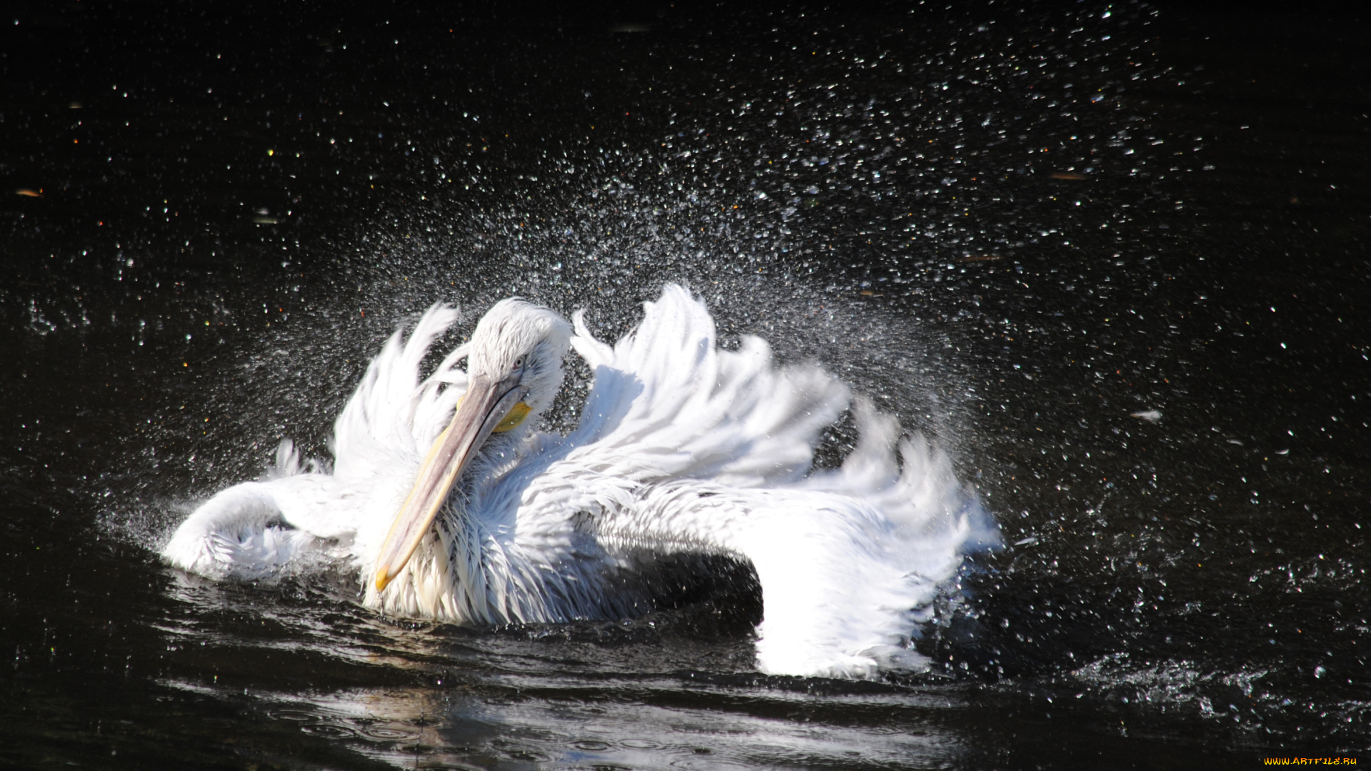 животные, пеликаны, вода, брызги