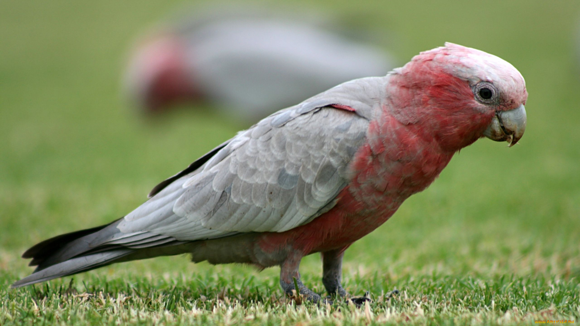 животные, попугаи, galah, какаду
