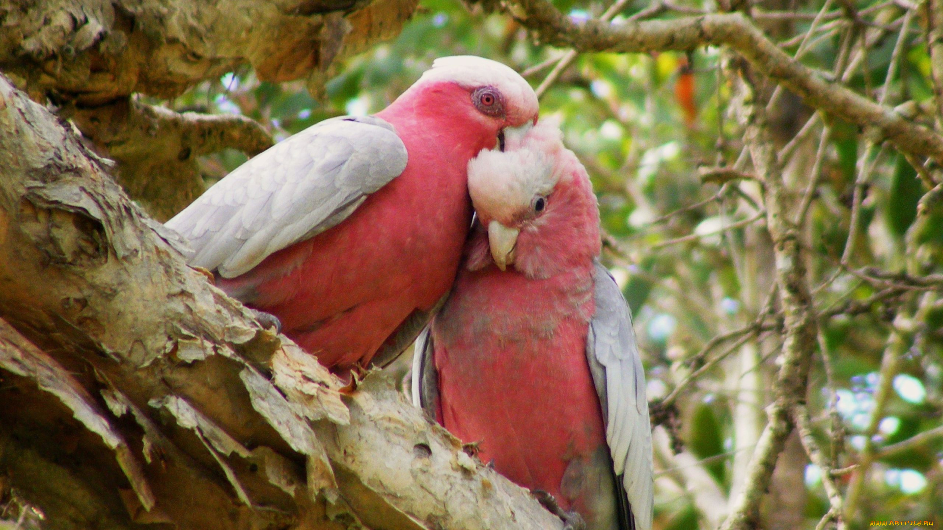 животные, попугаи, galahs, какаду