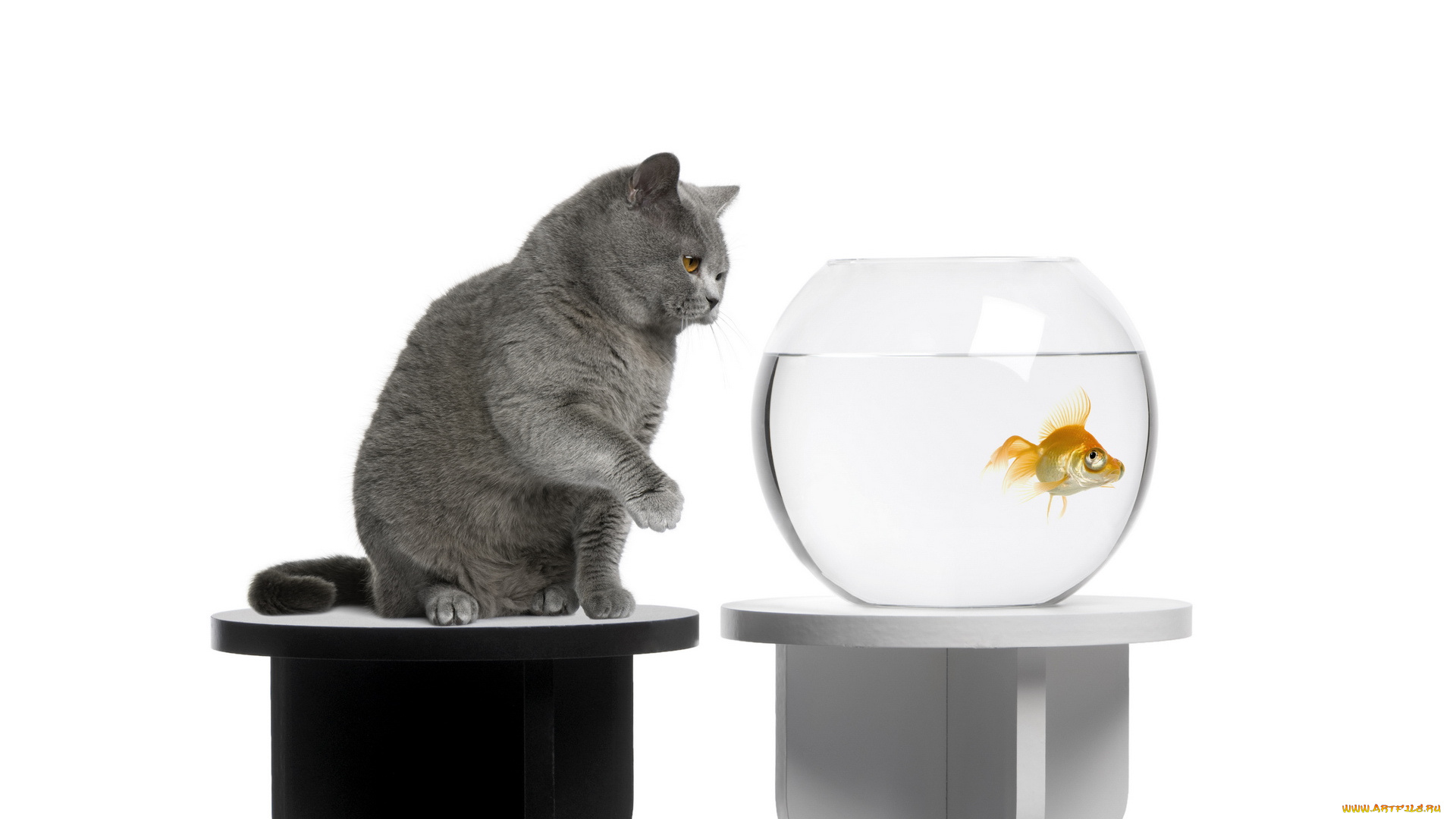 животные, разные, вместе, аквариум, британец, рыбка