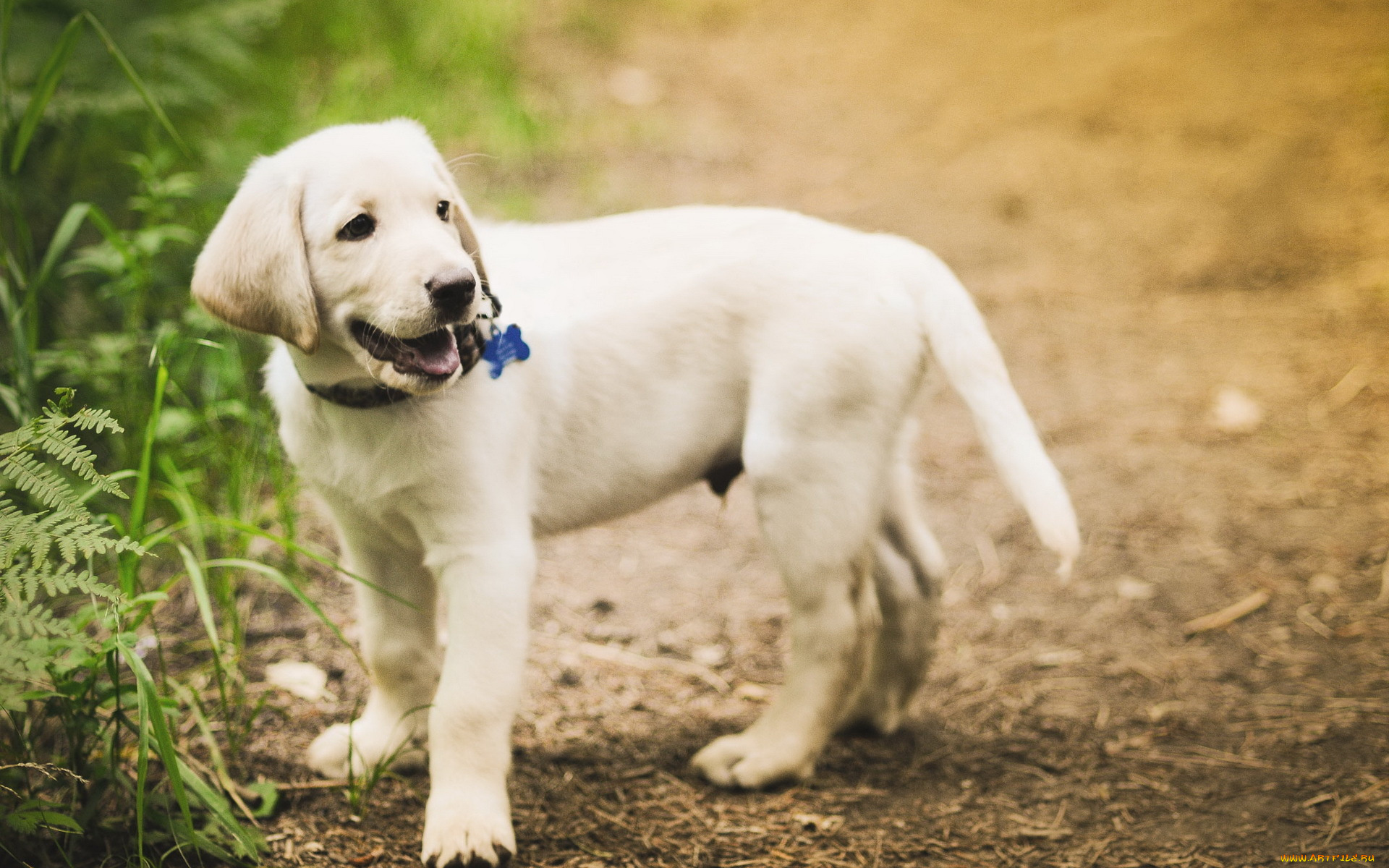 животные, собаки, щенок