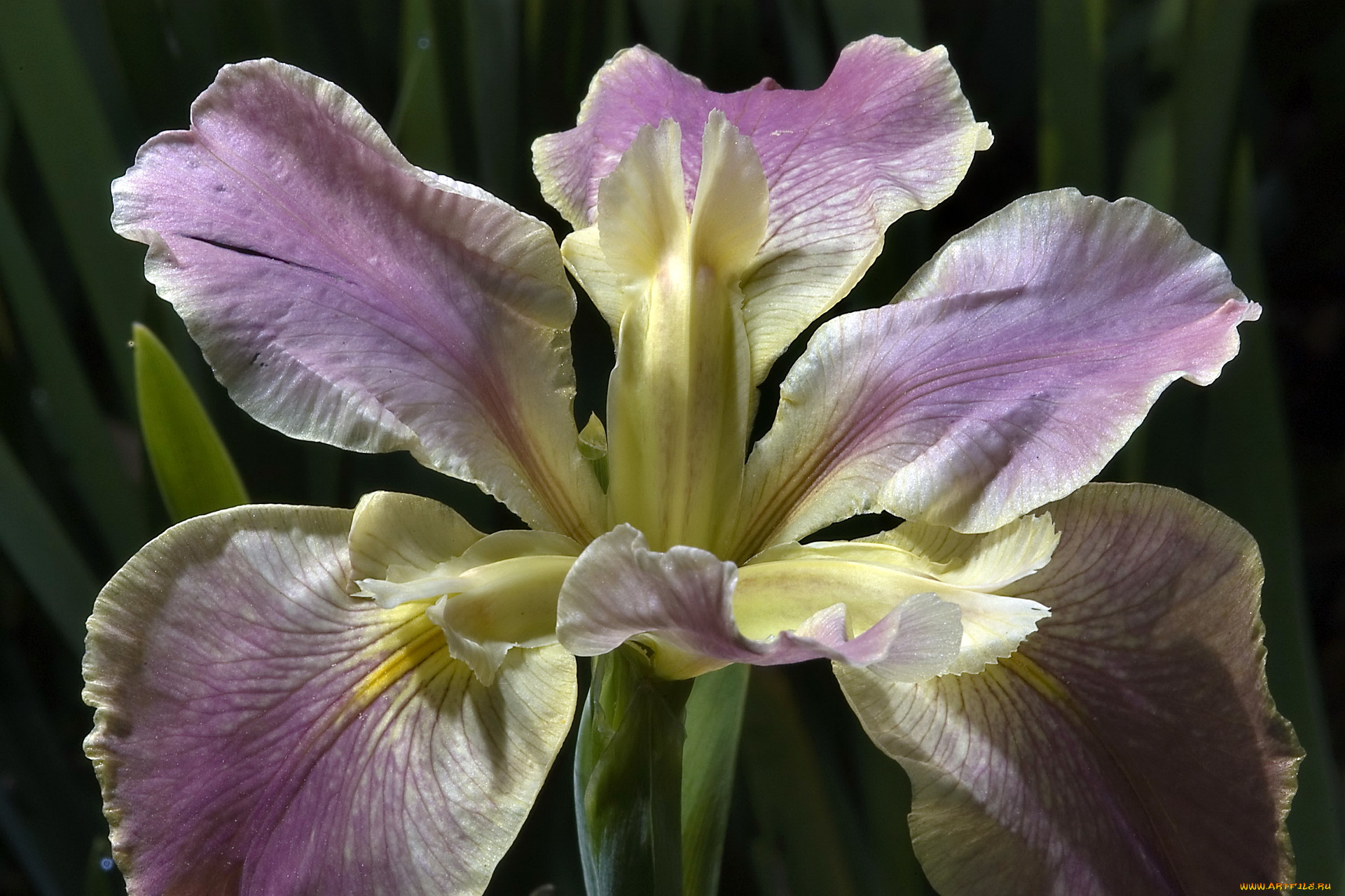 цветы, ирисы, ирис