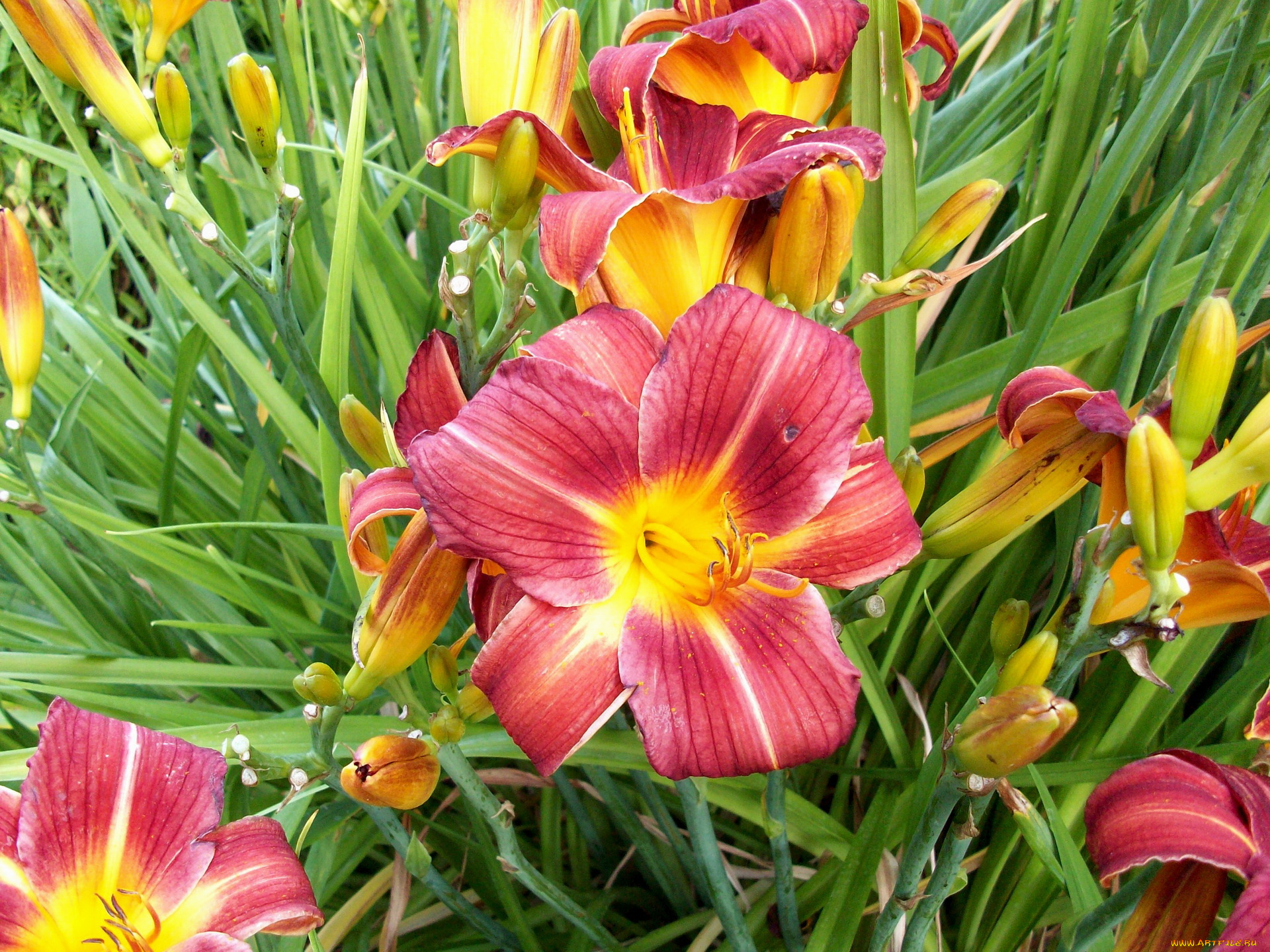 цветы, лилии, лилейники