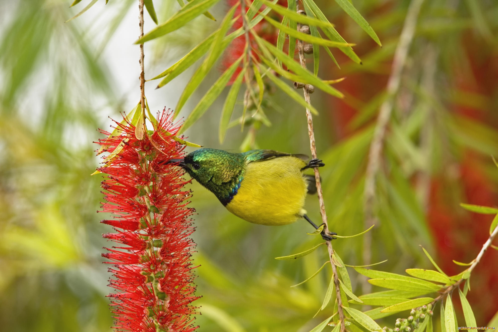 нектарница, животные, птицы, цветок