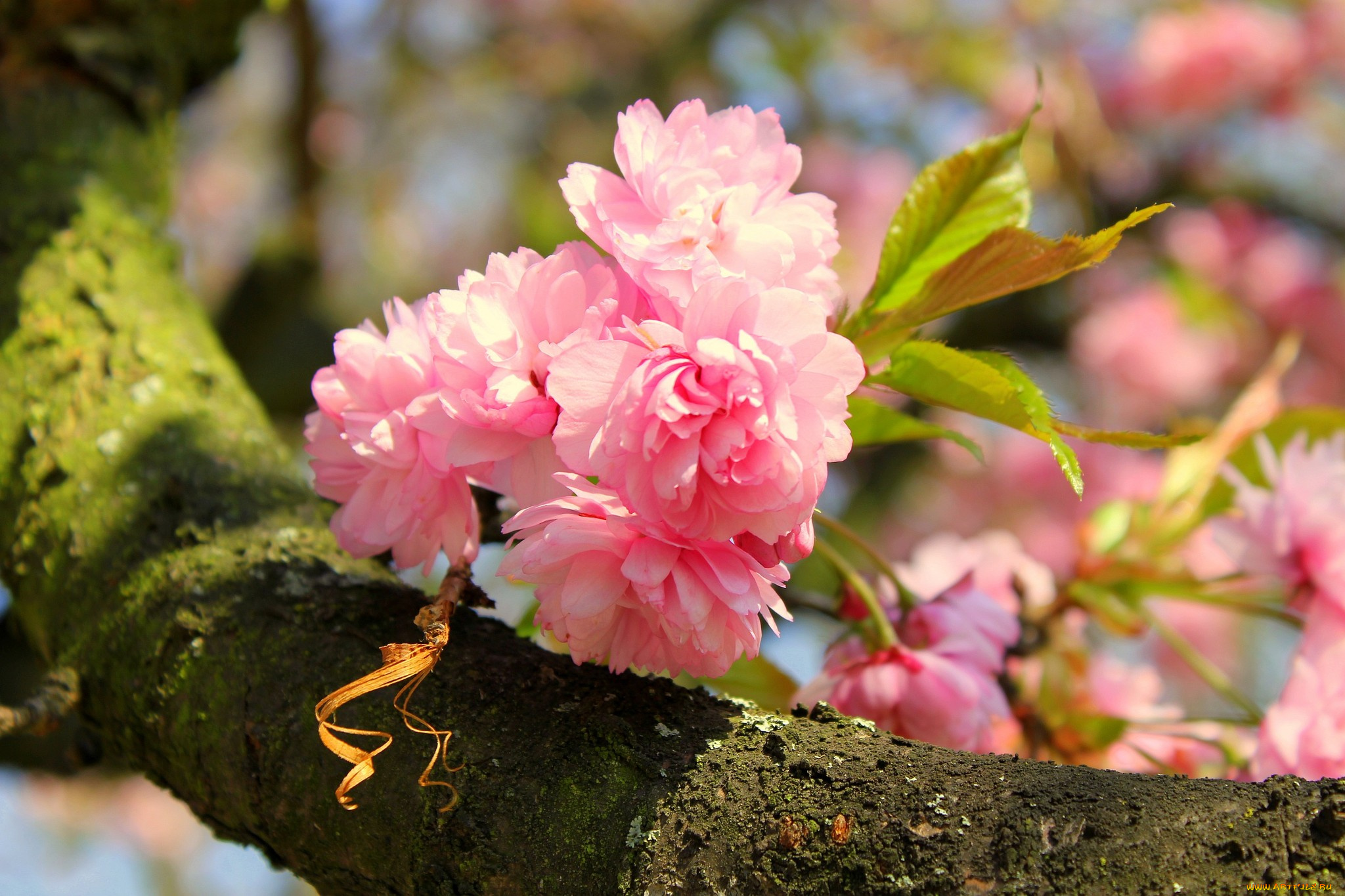 цветы, сакура, вишня, розовый