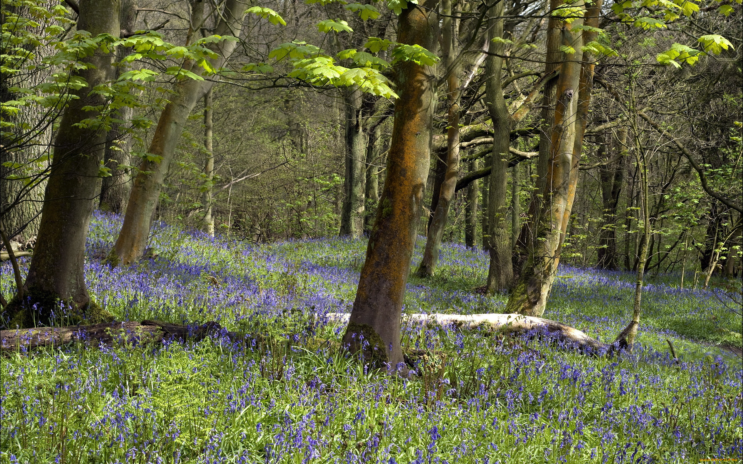 природа, лес, деревья, цветы