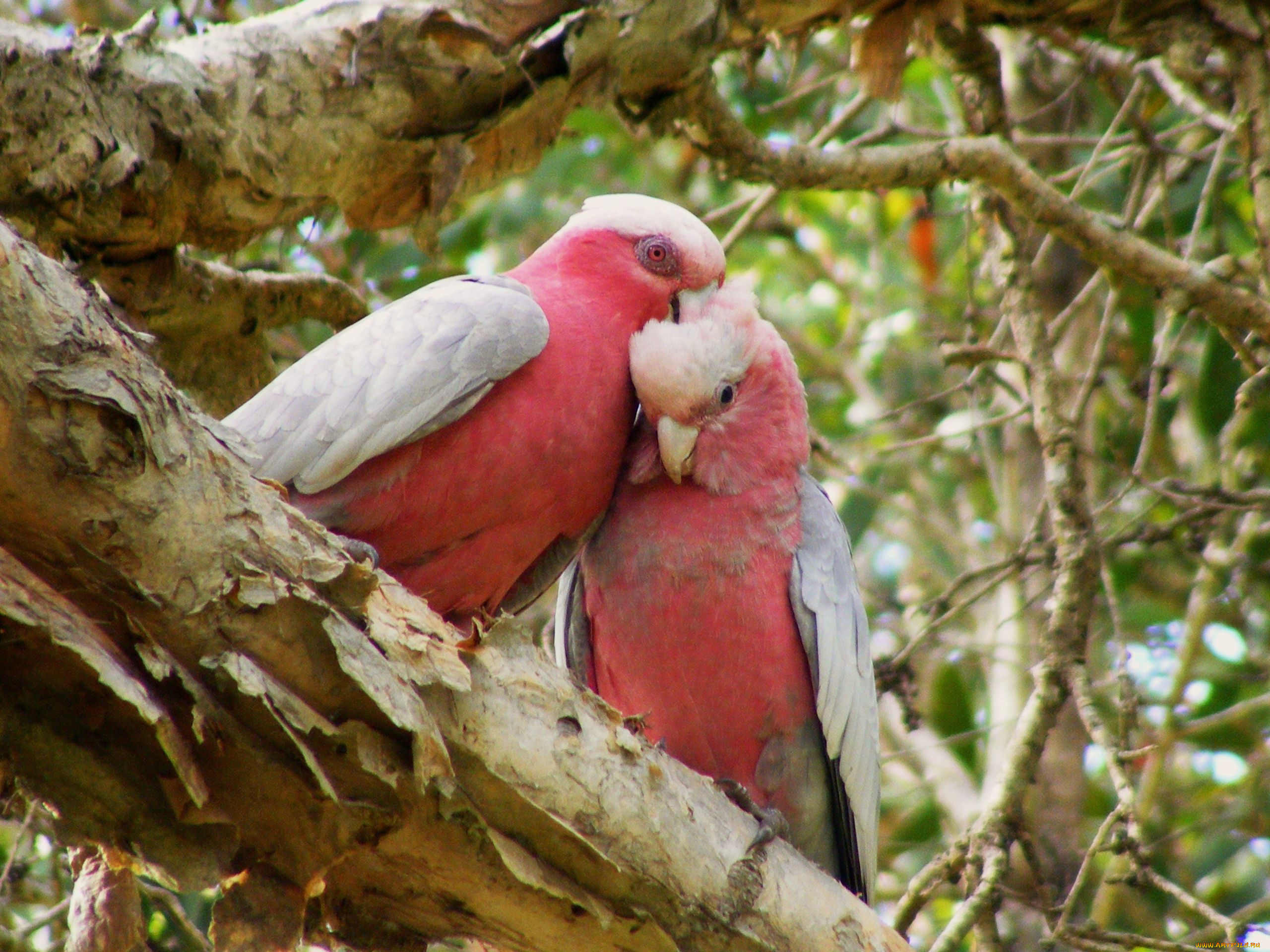 животные, попугаи, galahs, какаду