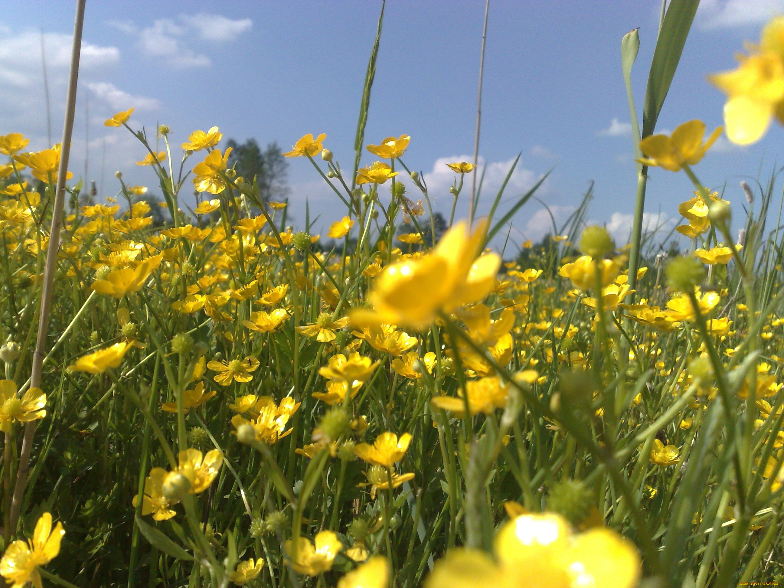 цветы, калужницы, лютики, желтый