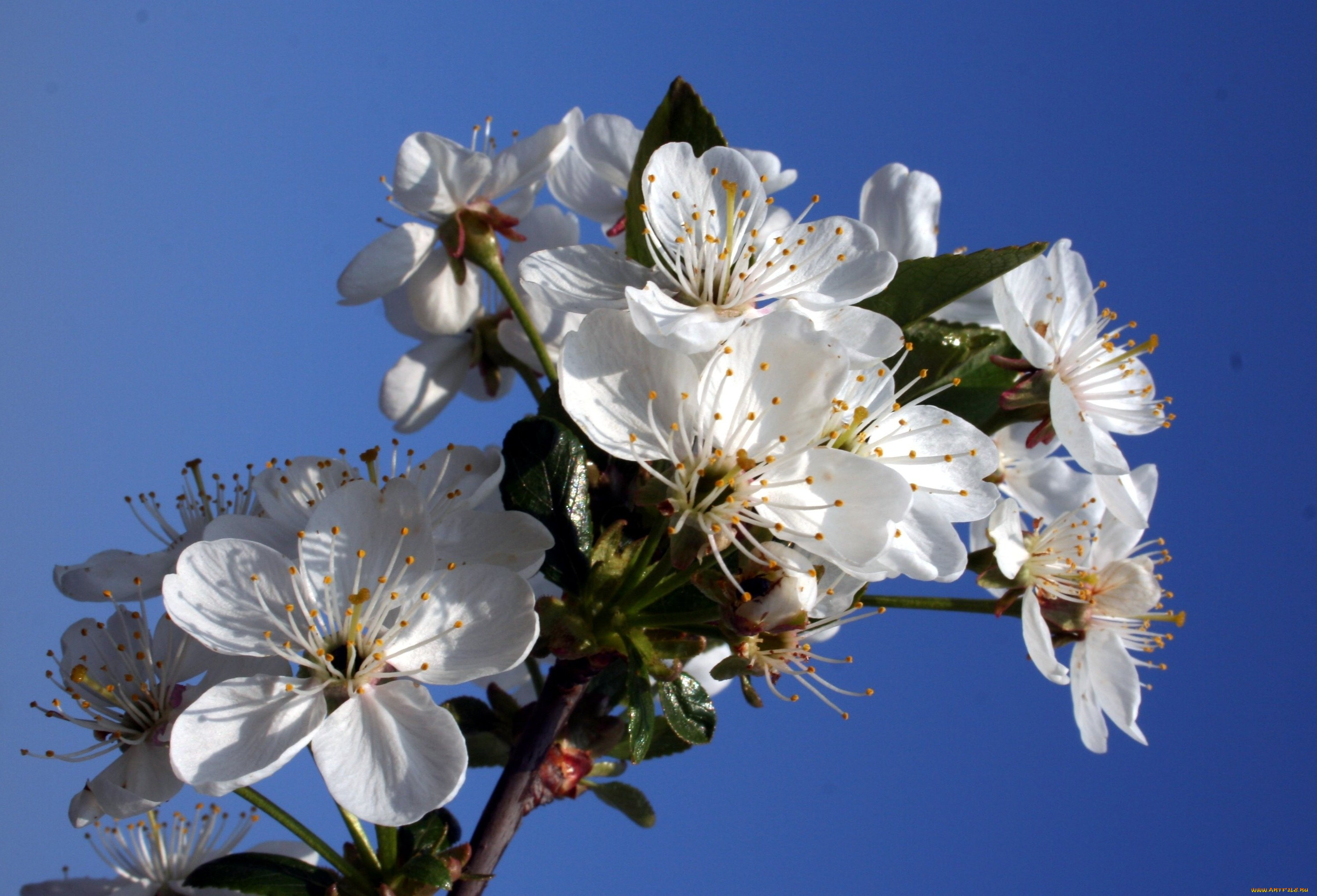 цветы, цветущие, деревья, кустарники, небо, ветка, листья
