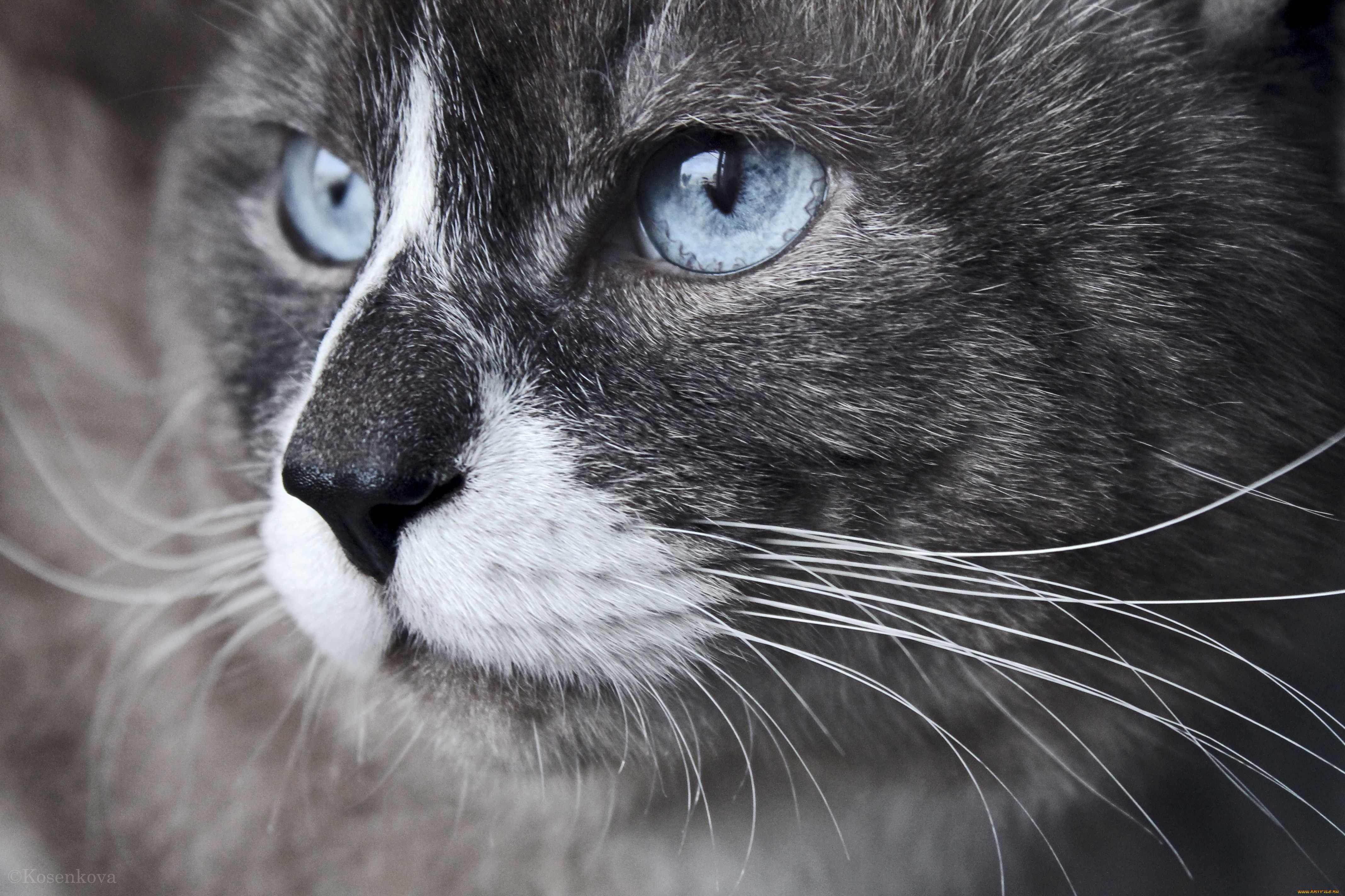 животные, коты, морда