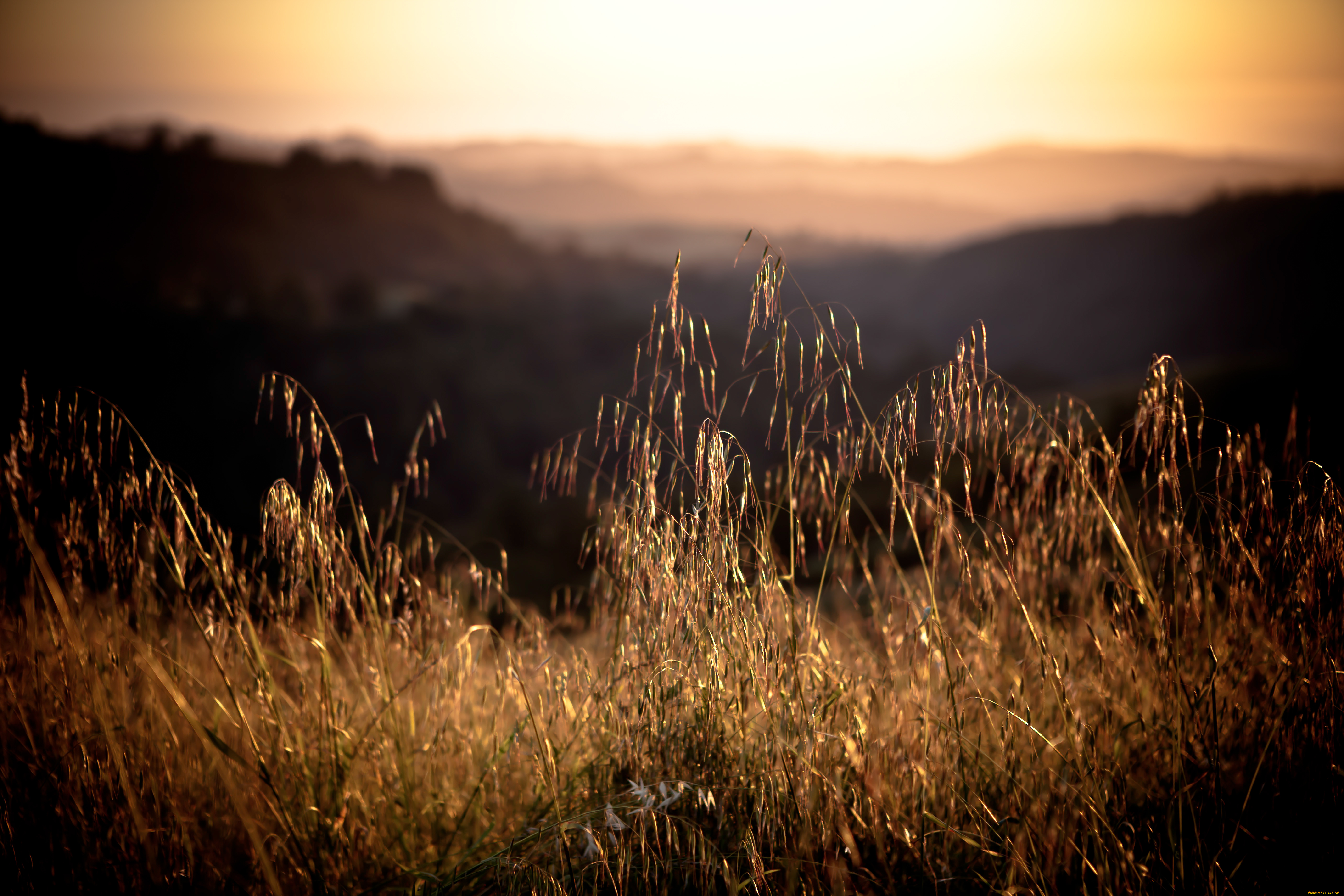 природа, макро, й, ц, у, к, ен, г, ш, щ, з, х, ф, ы, в, а, п, горы, калифорния, трава, свет