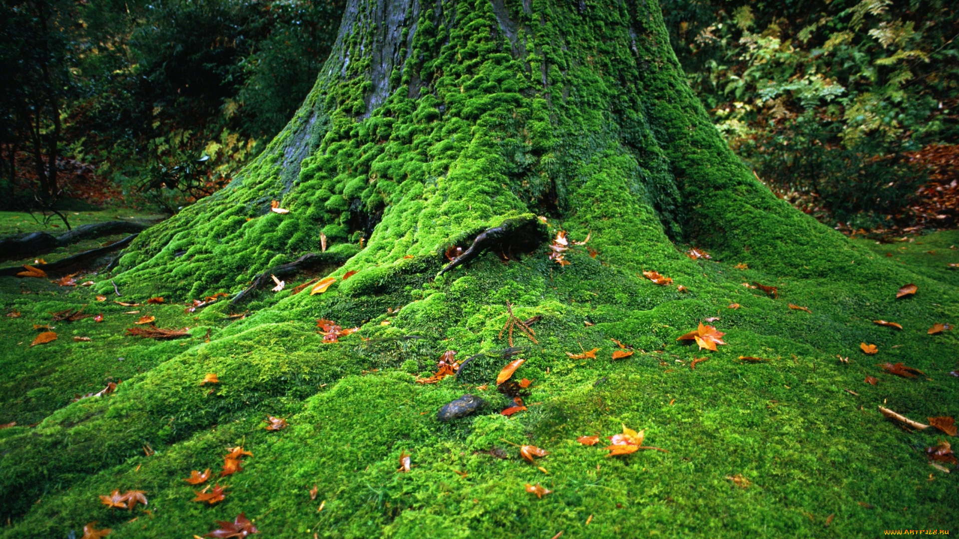 природа, деревья, листья, дерево, мох