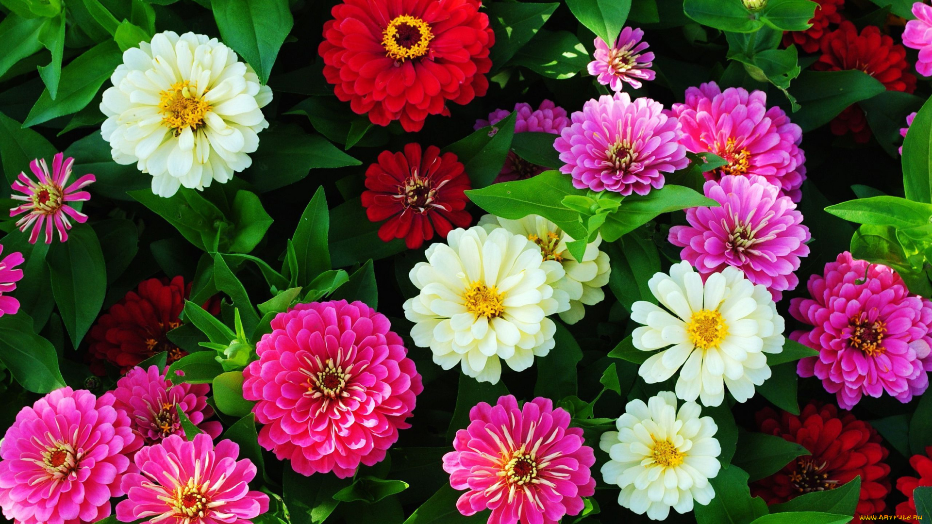 циннии, цветы, цинния