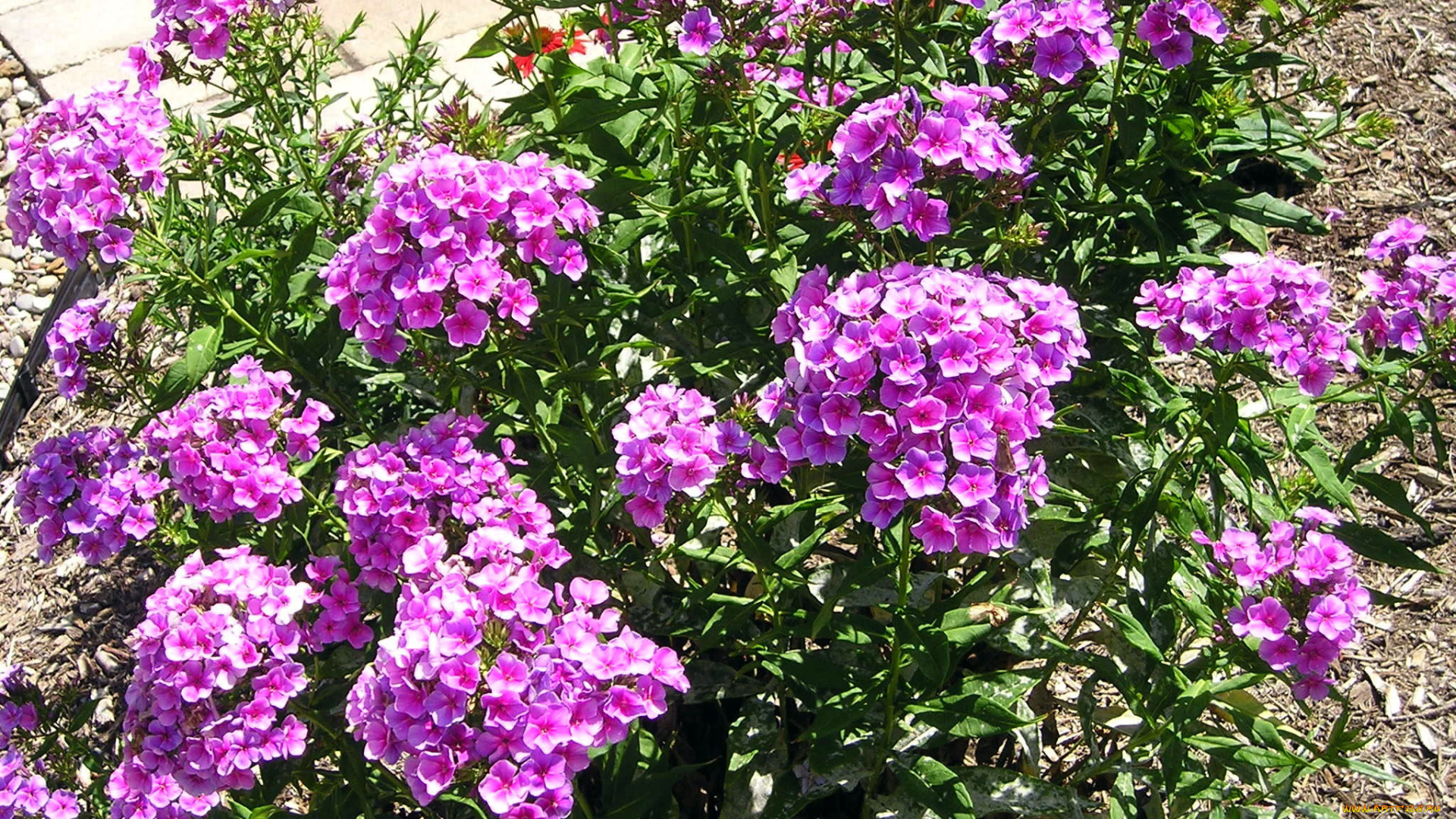 цветы, флоксы, лиловый