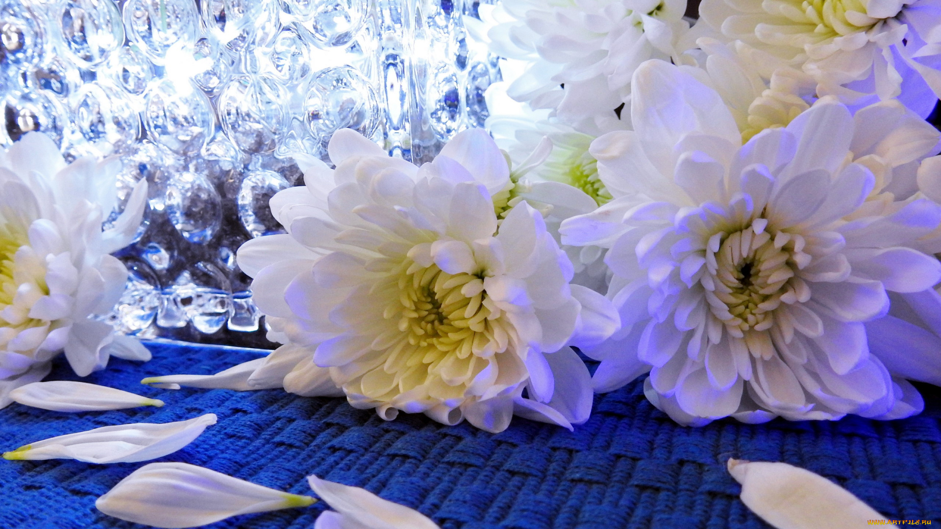 цветы, хризантемы, белый, лепестки