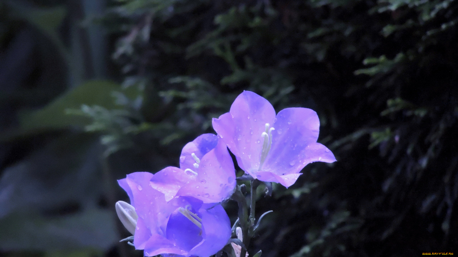 цветы, колокольчики, лиловый