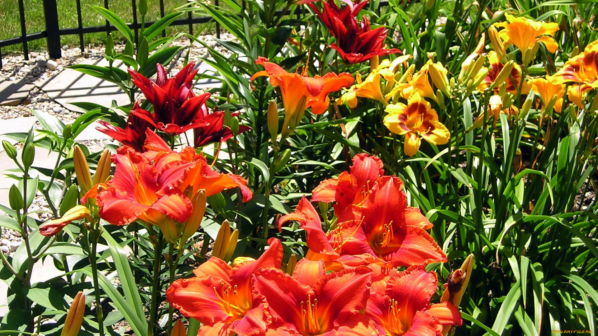 цветы, лилии, , лилейники, лилейники