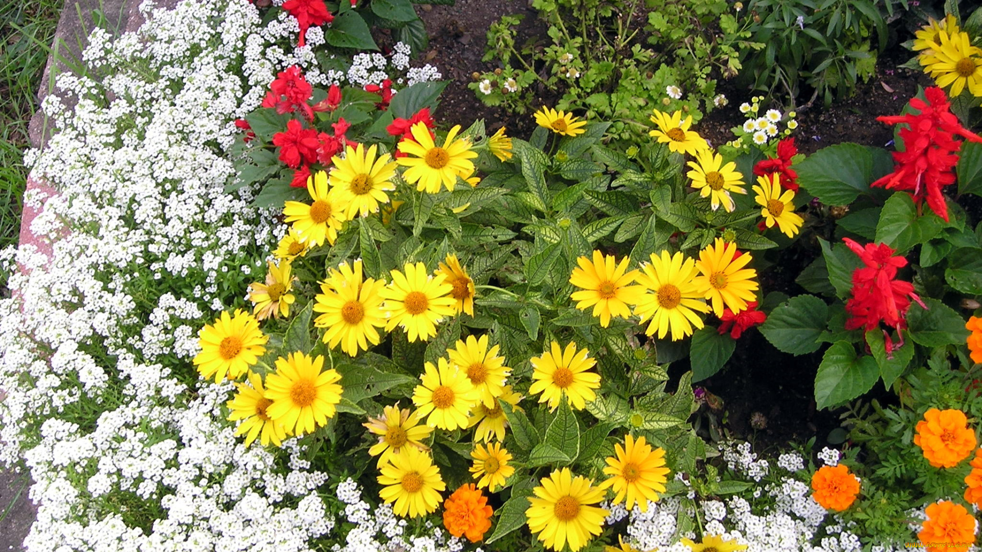 цветы, разные, вместе, клумба