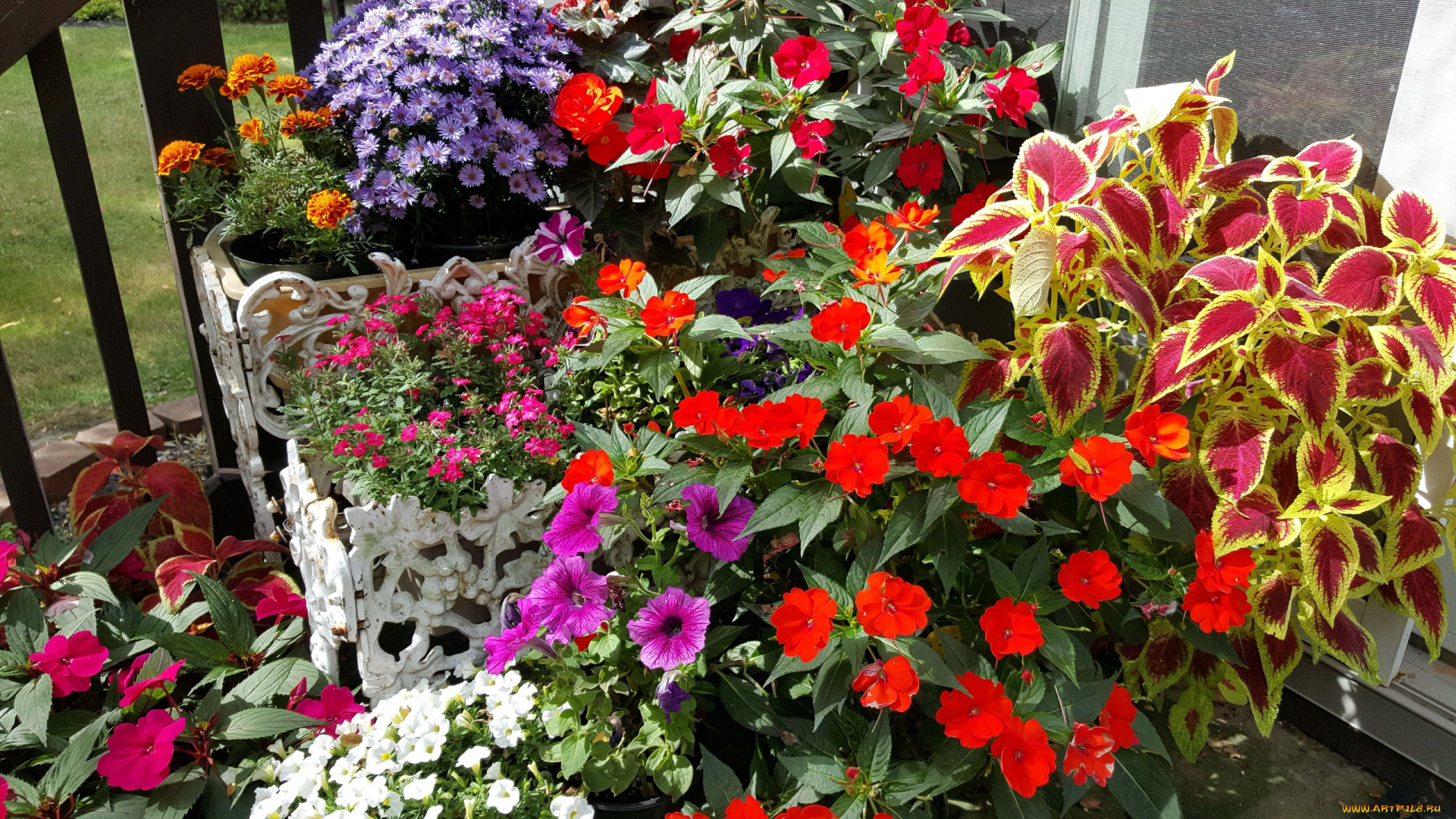 цветы, разные, вместе, петуния, бархатцы, бальзамин