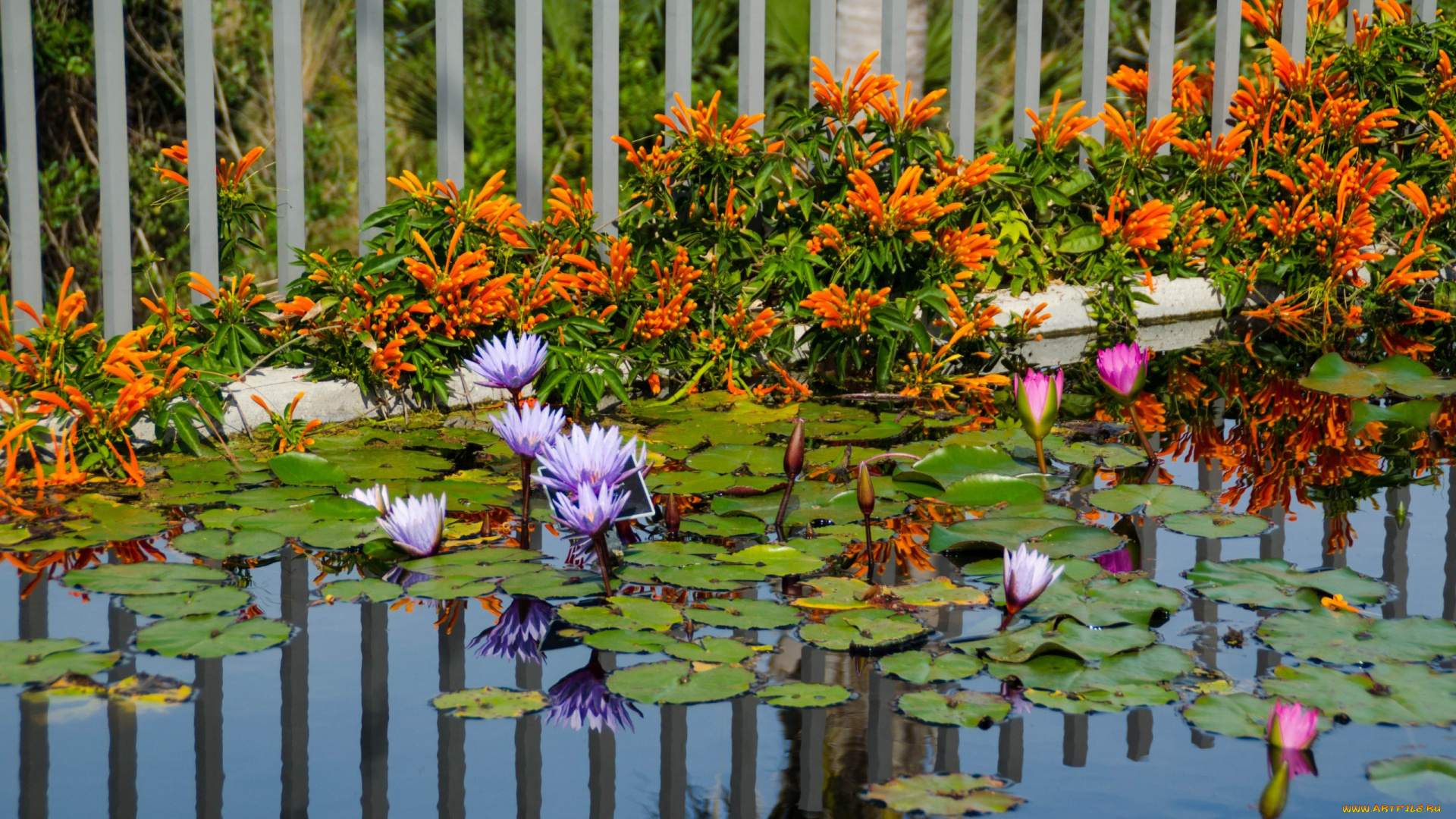 цветы, разные, вместе, пруд, лилии