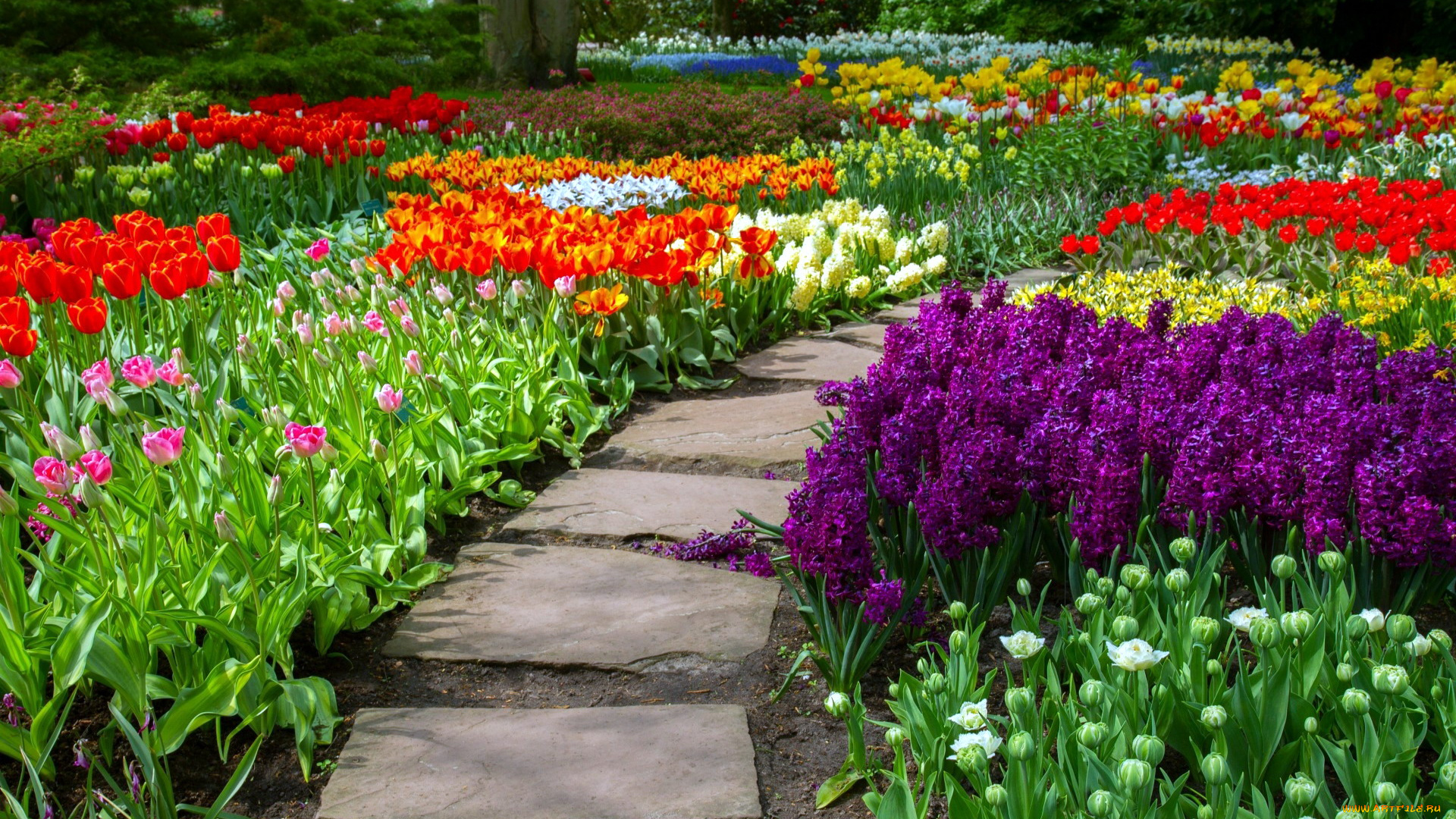 цветы, разные, вместе, тюльпаны, гиацинты, клумбы