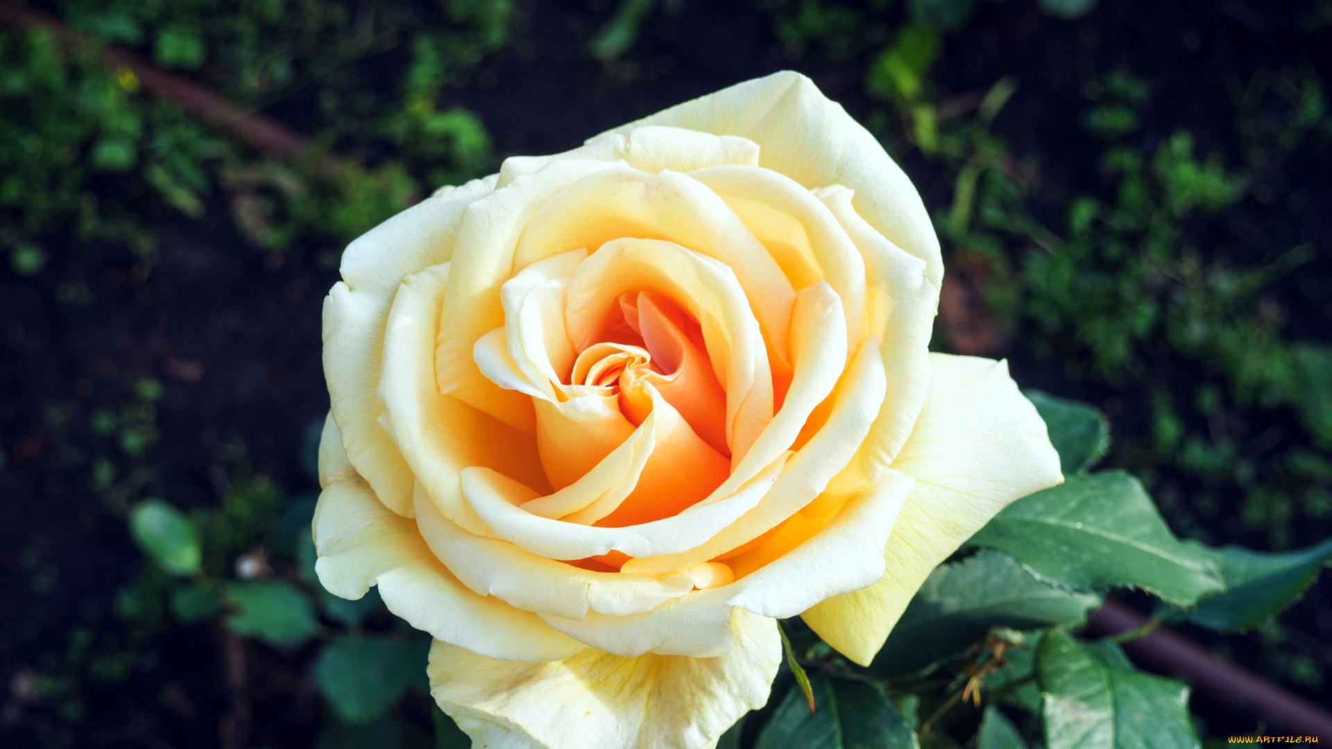 цветы, розы, макро