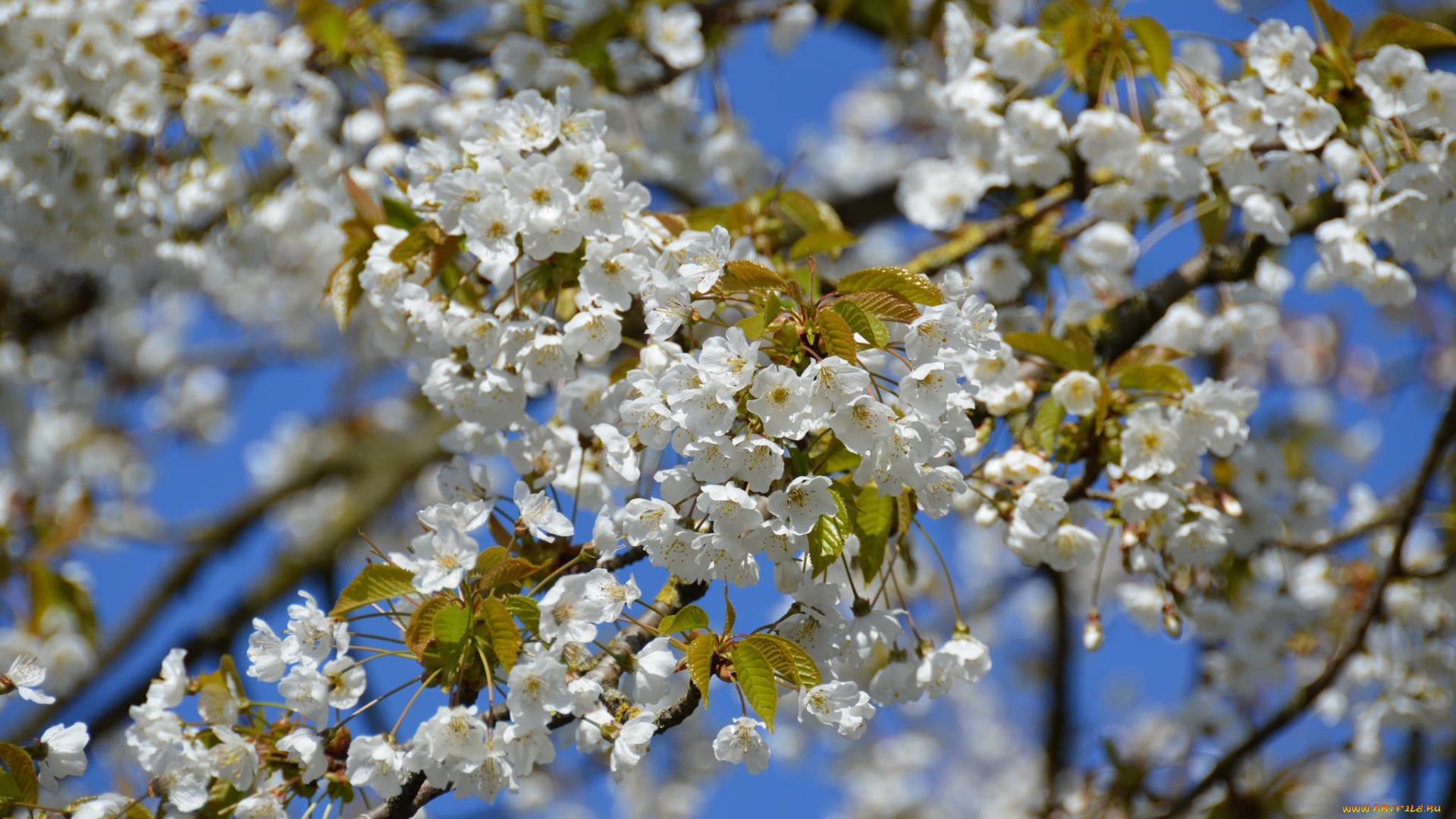цветы, сакура, , вишня, вишня, дерево, ветки, весна