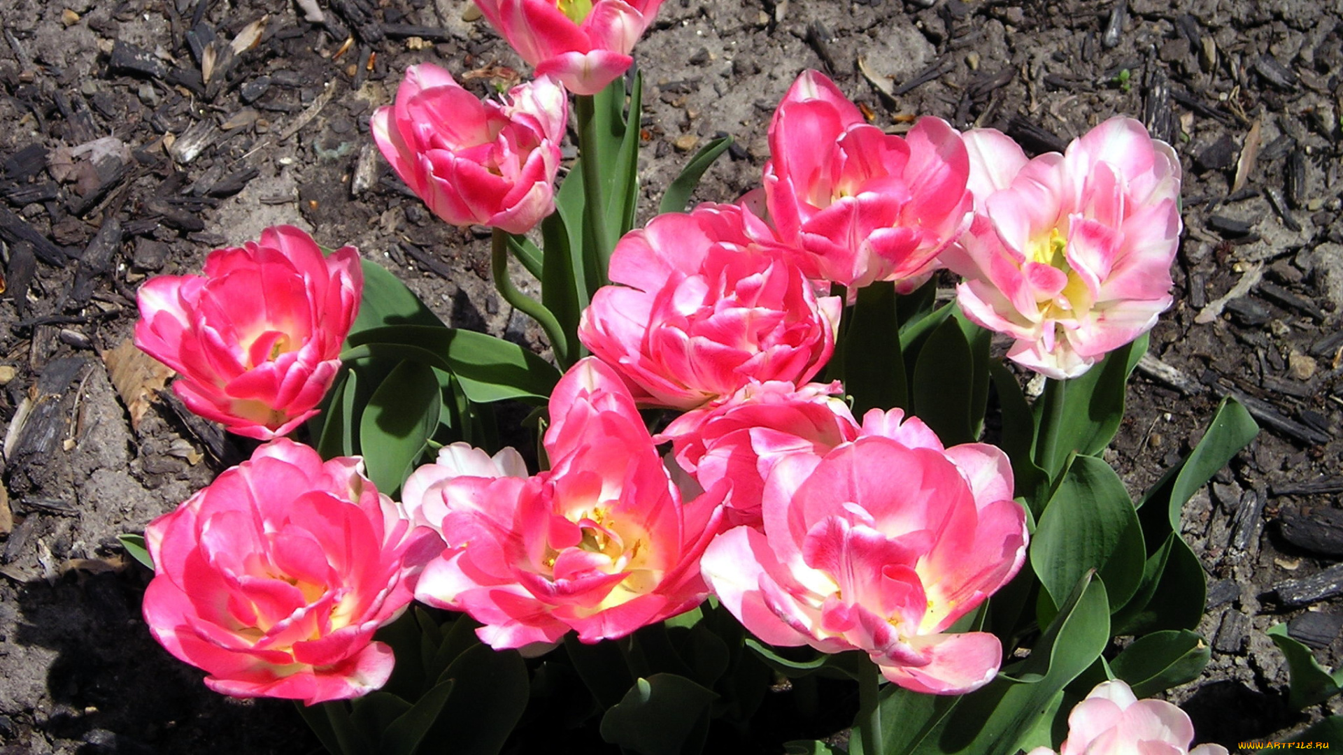 цветы, тюльпаны, розовый