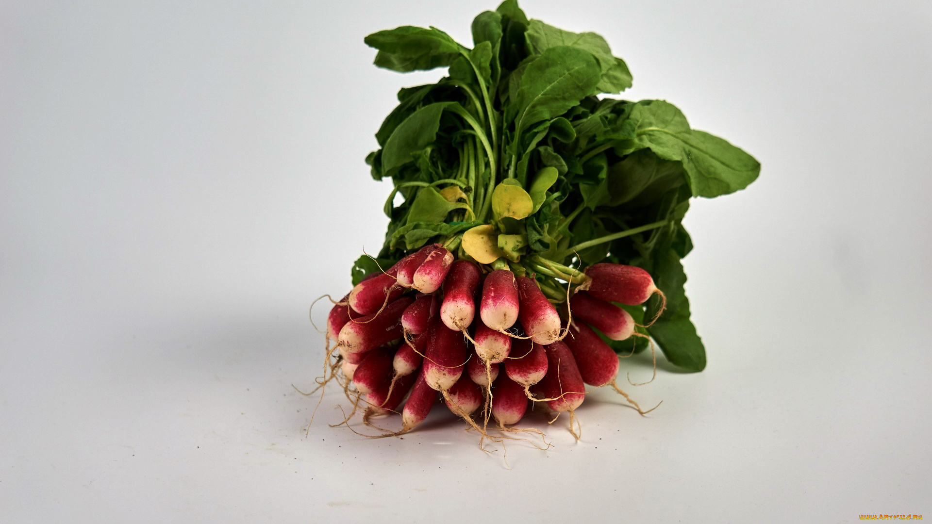 еда, редис, , репа, , редька, редиска