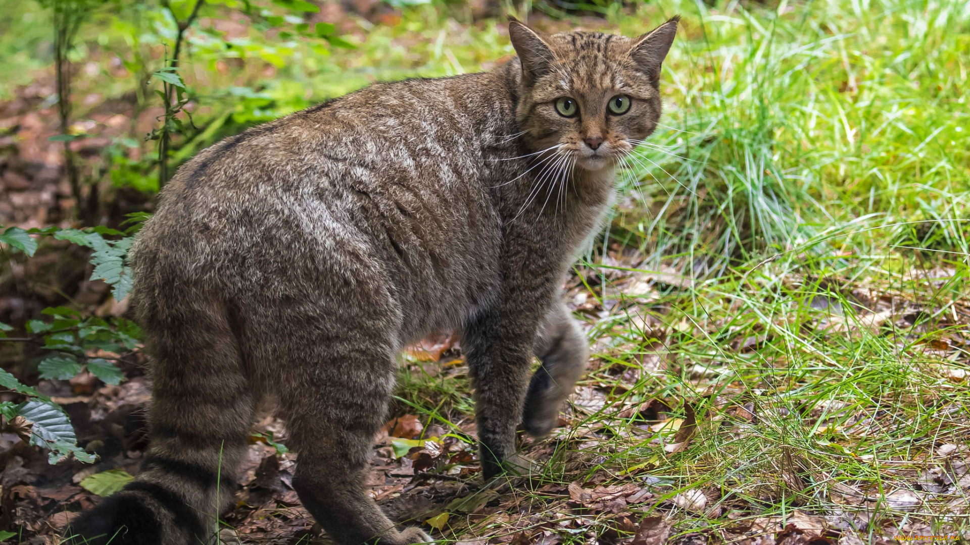 eвропейский, лесной, кот, животные, дикие, кошки, хищник